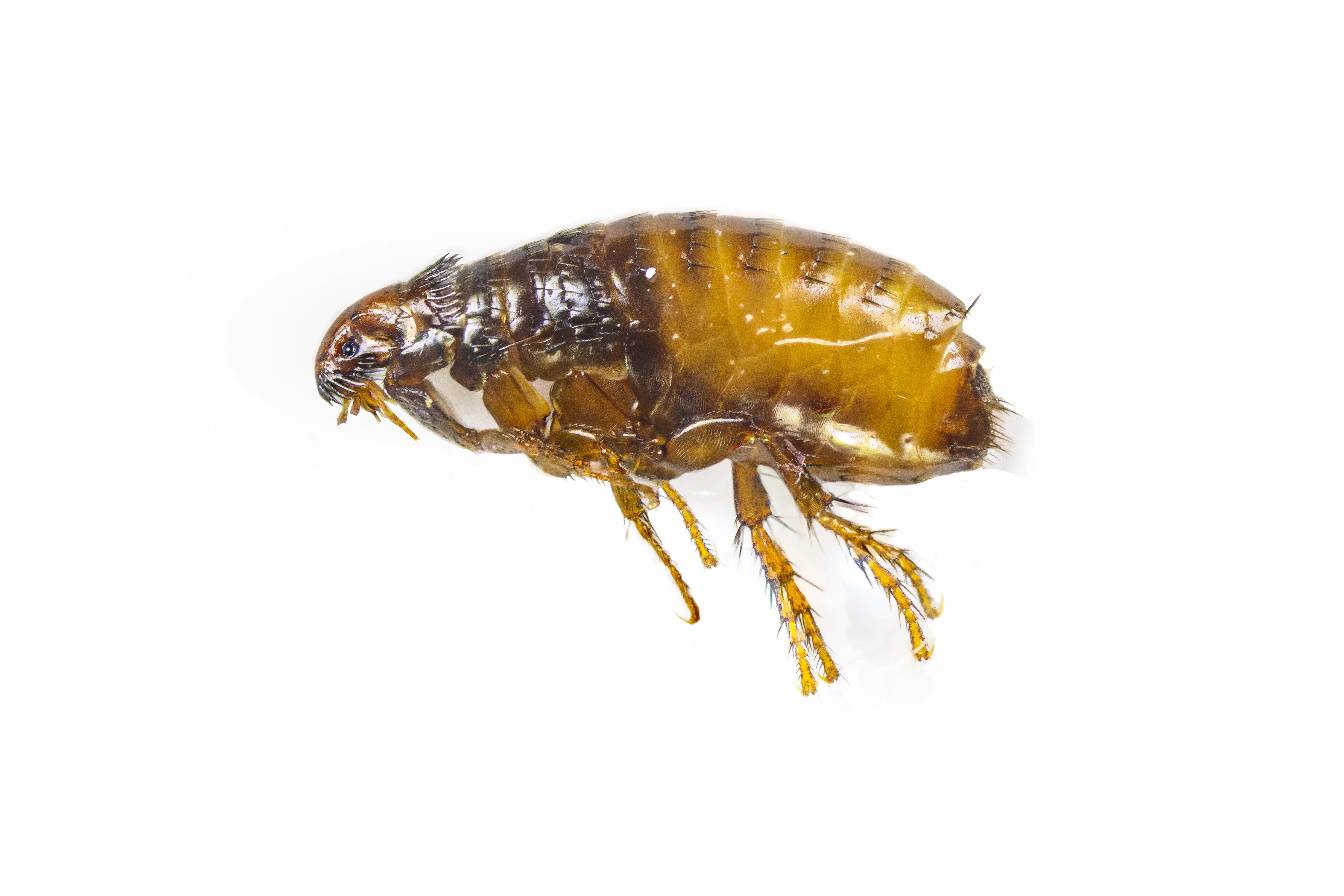 Close-up of flea on fabric surface