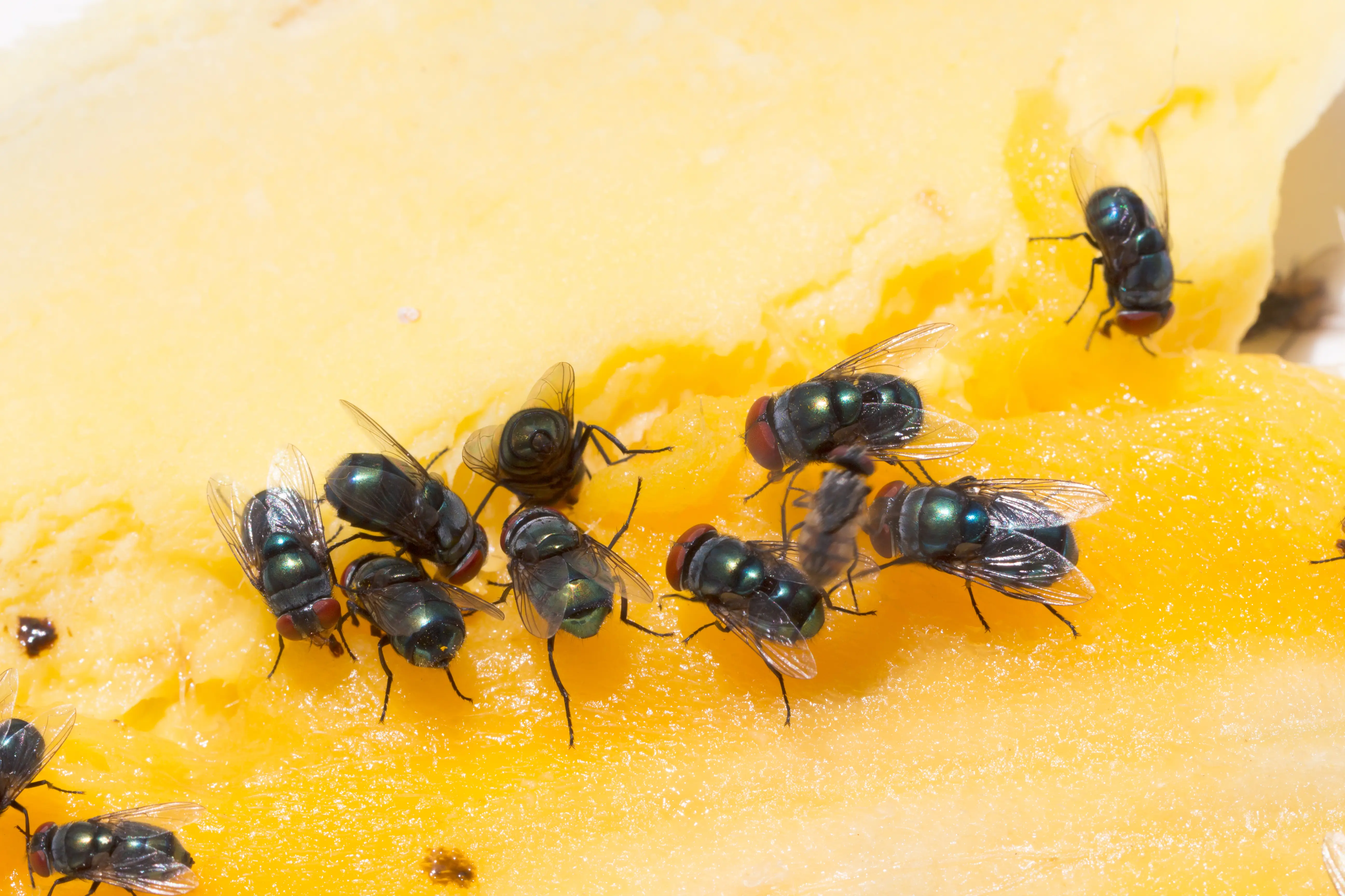 House fly close-up showing life stages