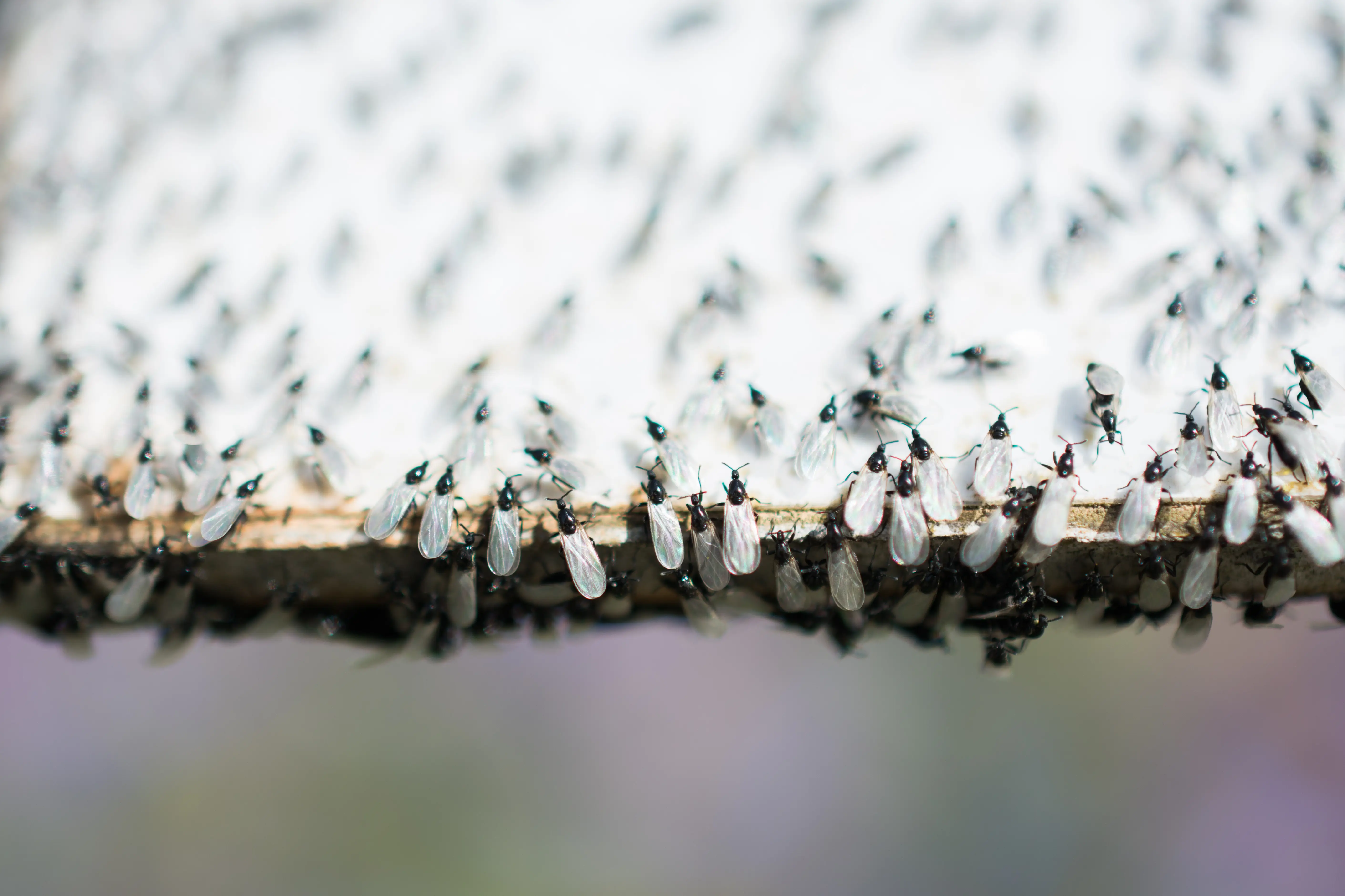Why Are Flying Ants a Problem? Identification and Prevention
