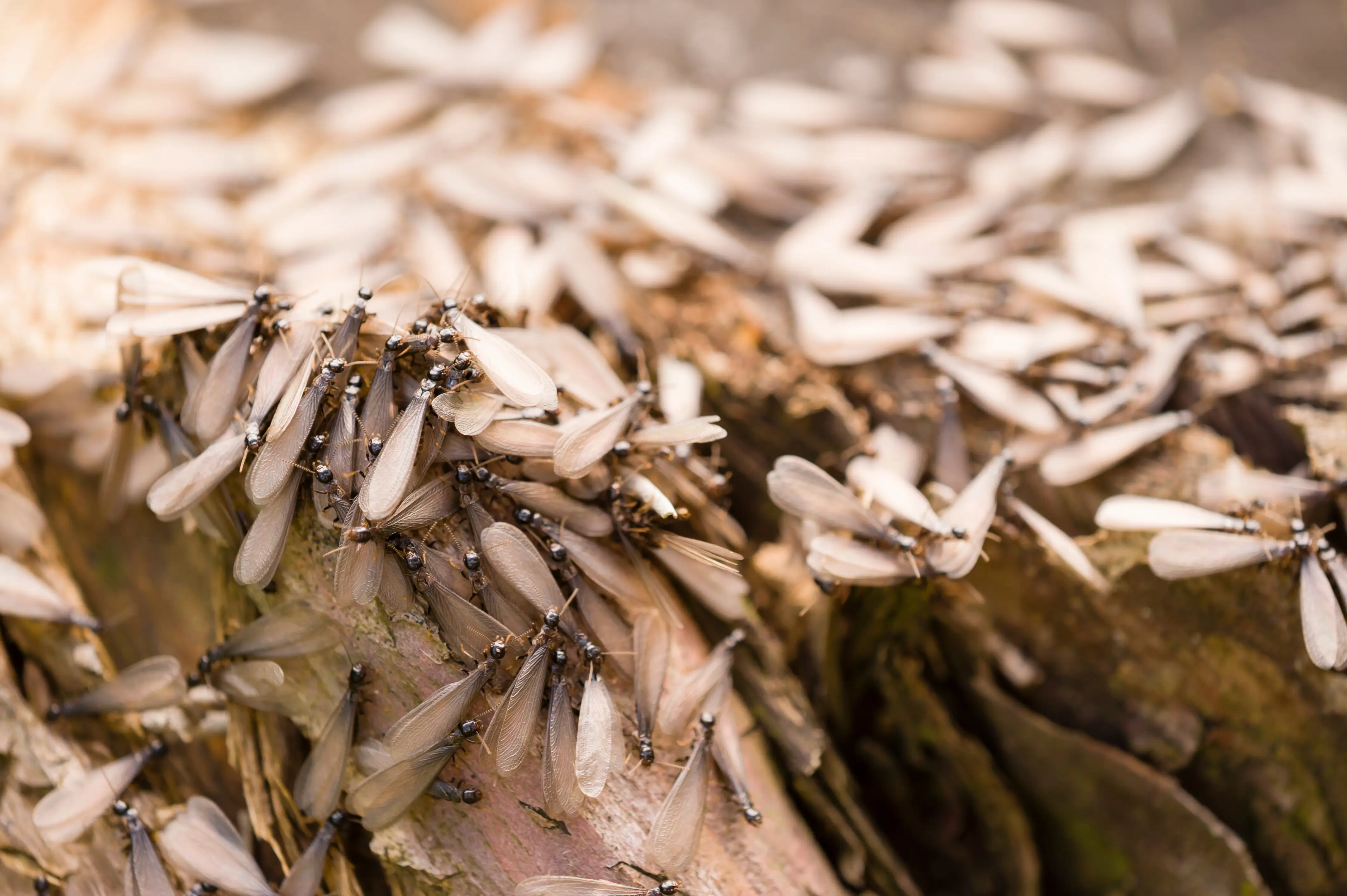 Termites with Wings: What Flying Termites Mean & What to Do