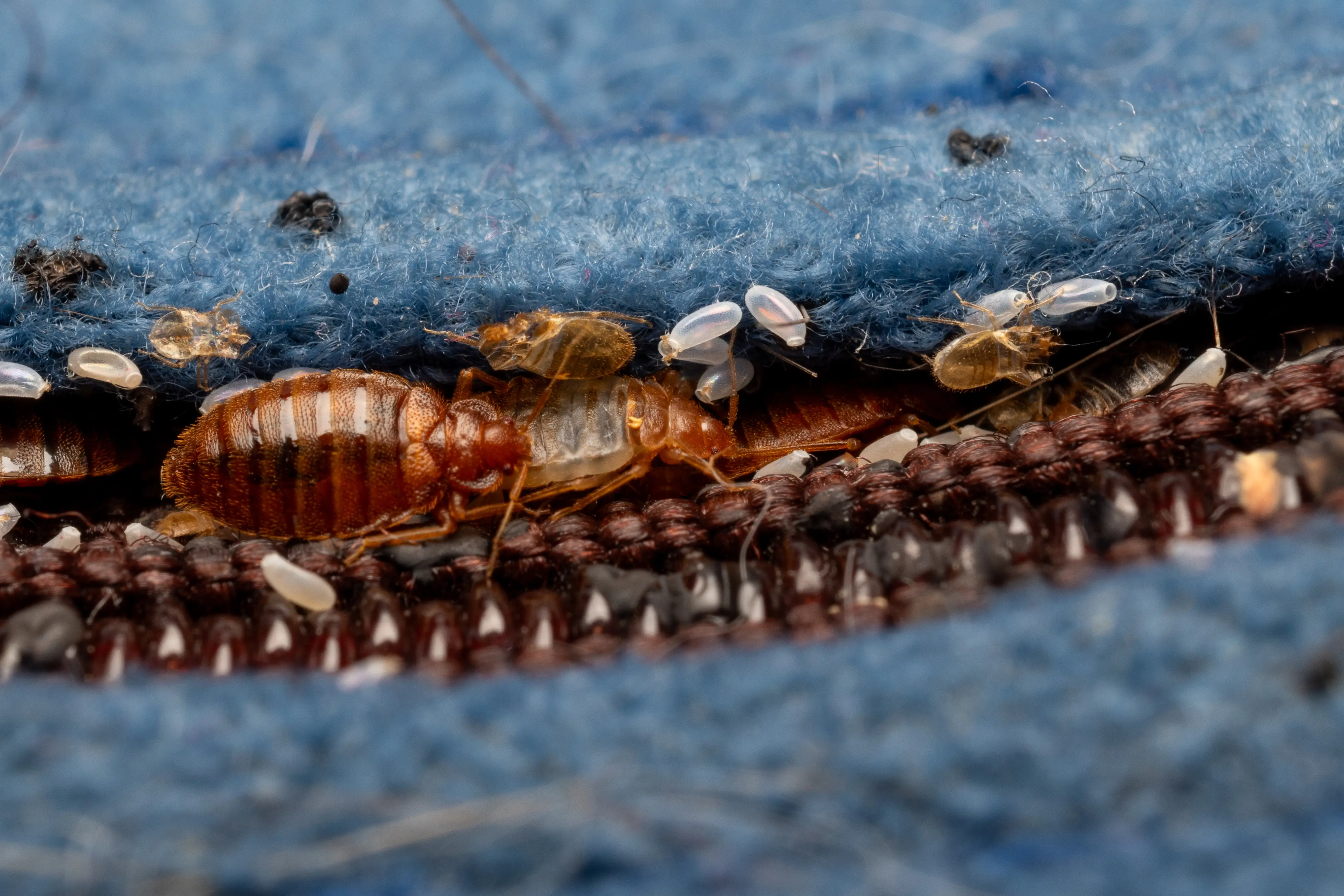 Professional bed bug treatment in progress