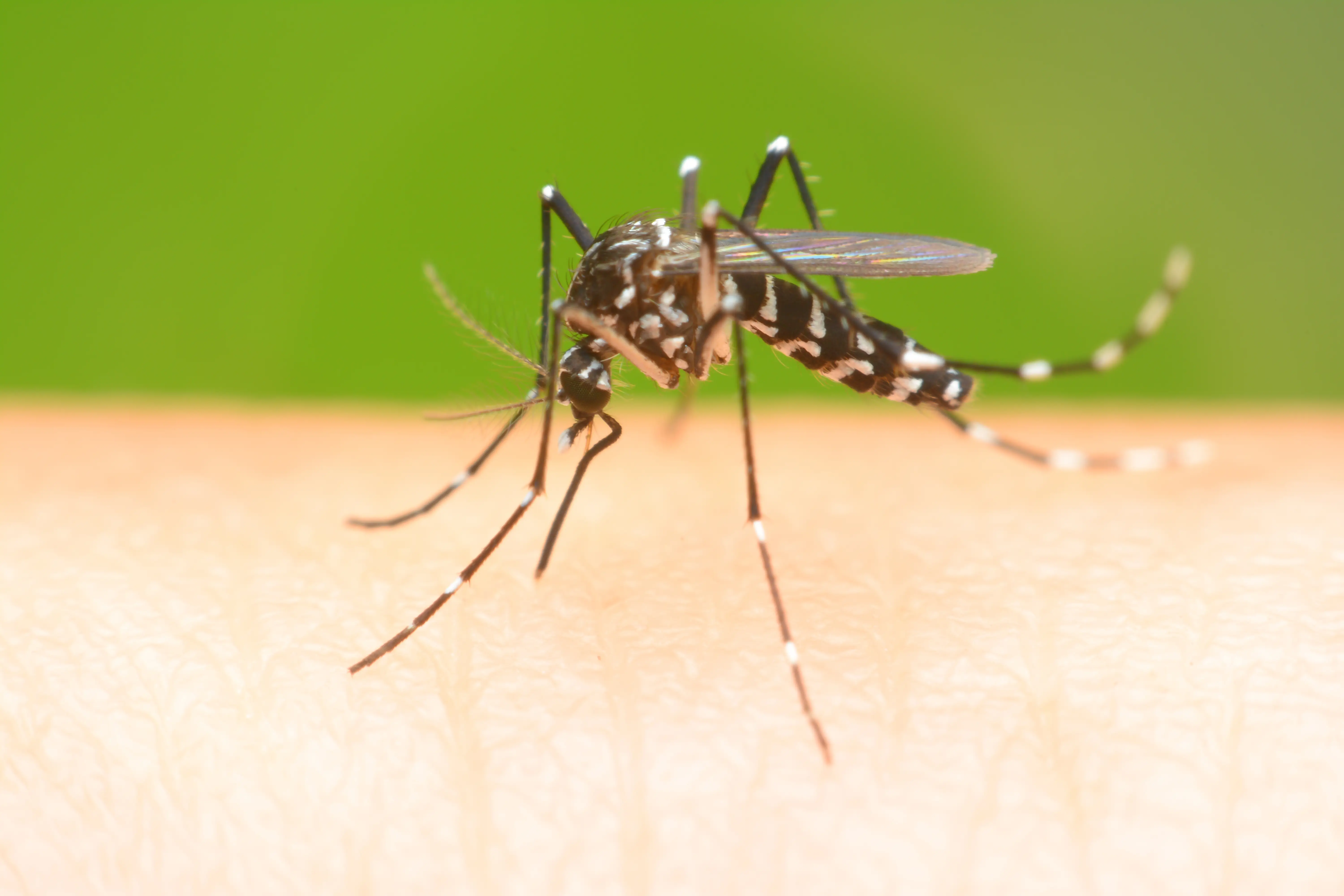 Mosquito control and prevention methods
