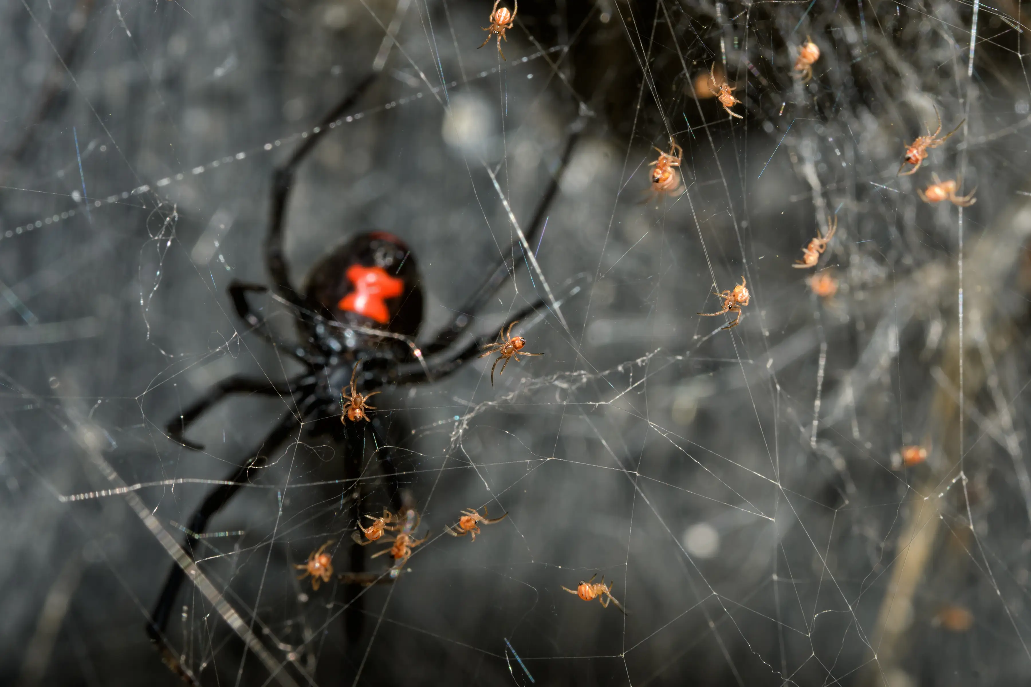 Spider control and removal