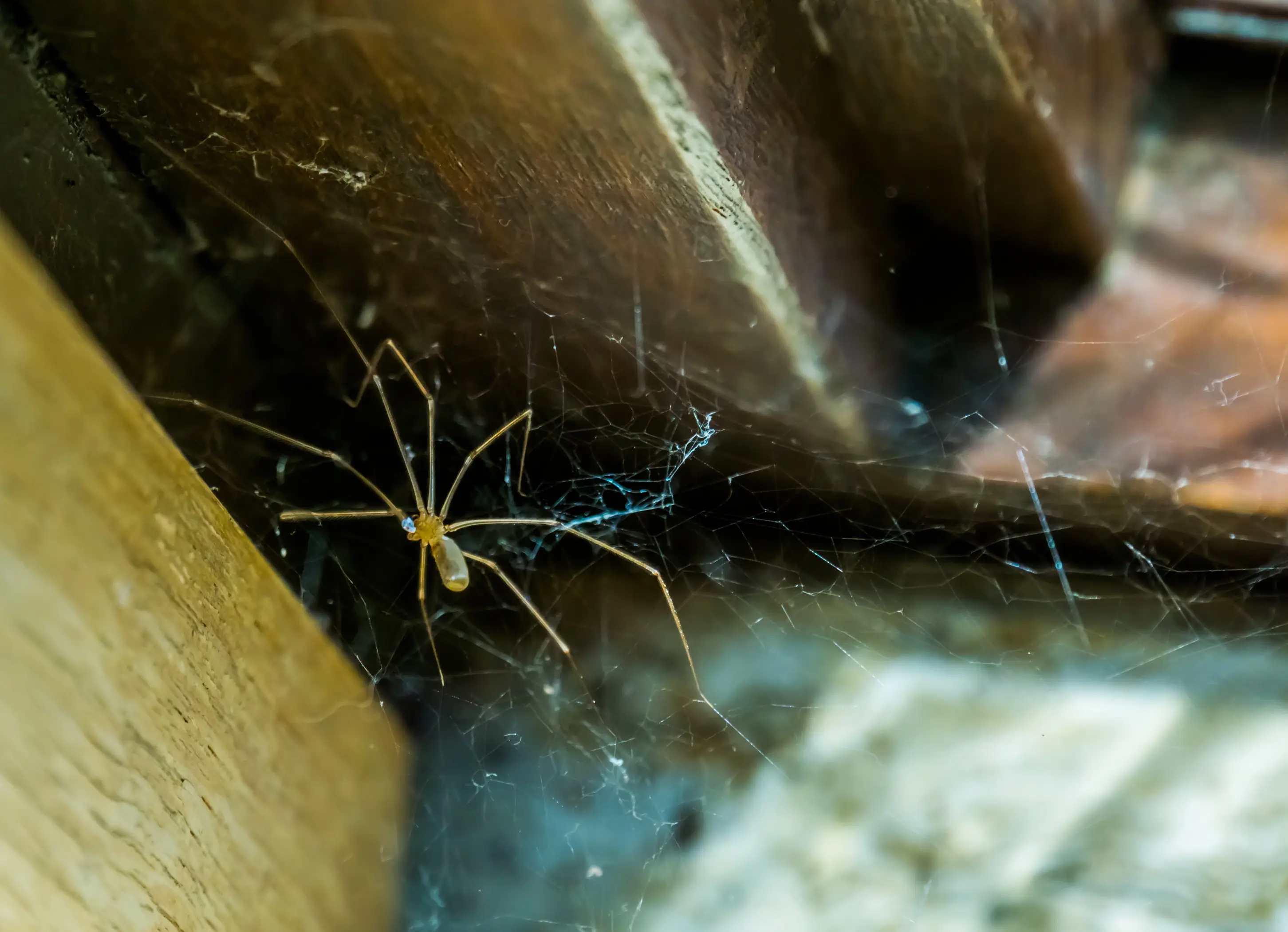 House Spiders: Complete Guide to Indoor Spider Identification & Control