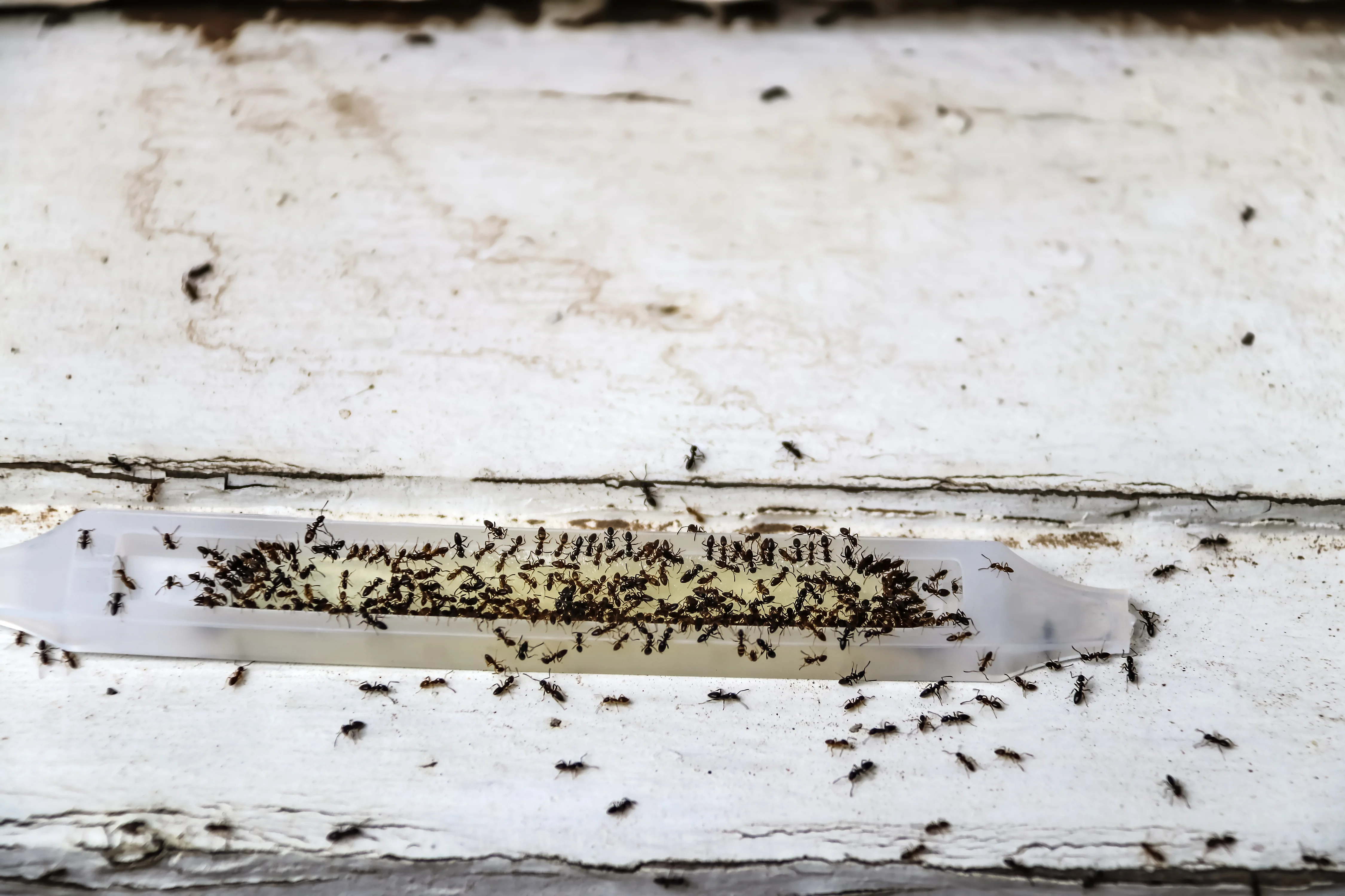 How Do Ant Baits and Traps Work? Complete Guide to Ant Bait Systems