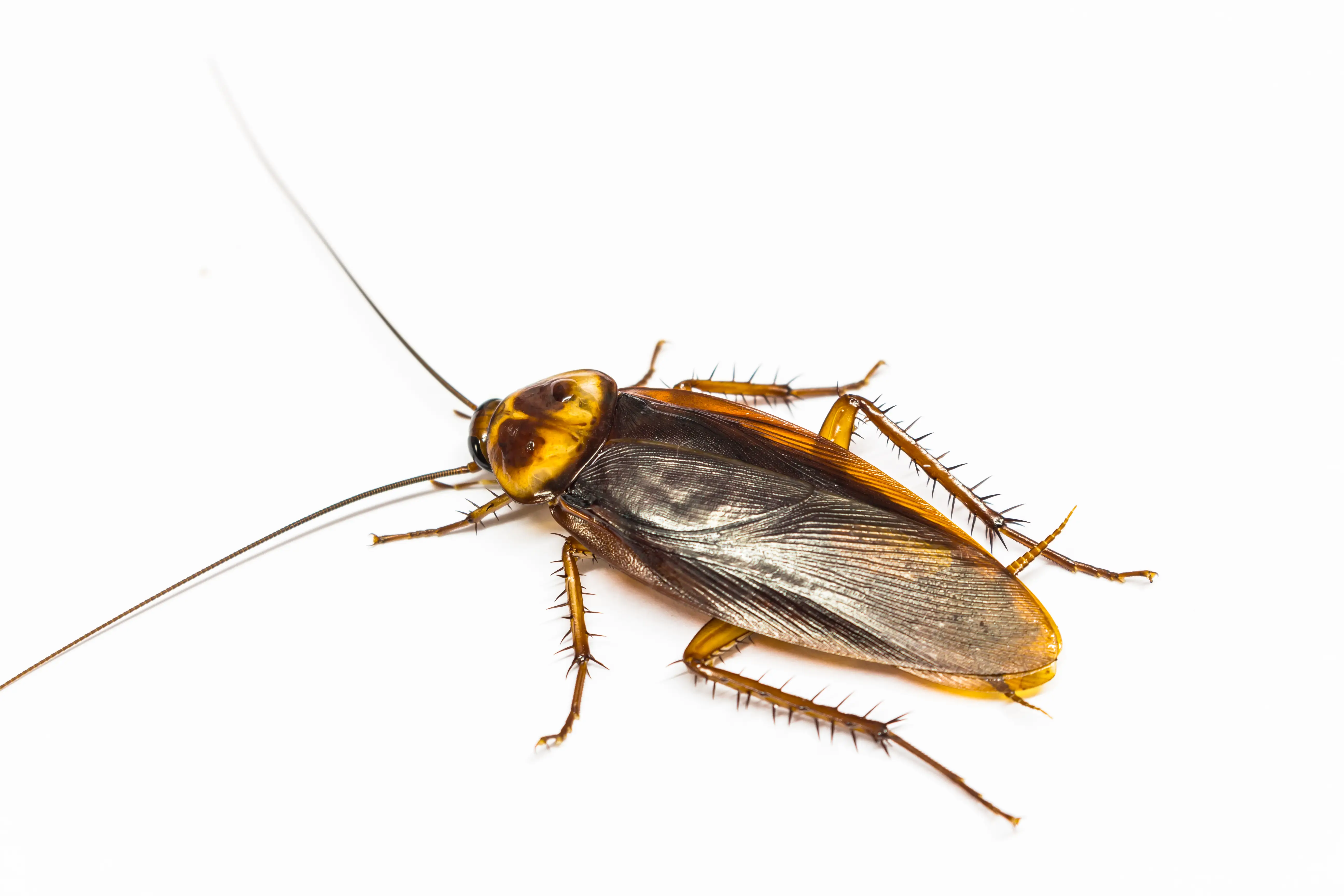 Cockroach treatment and extermination methods