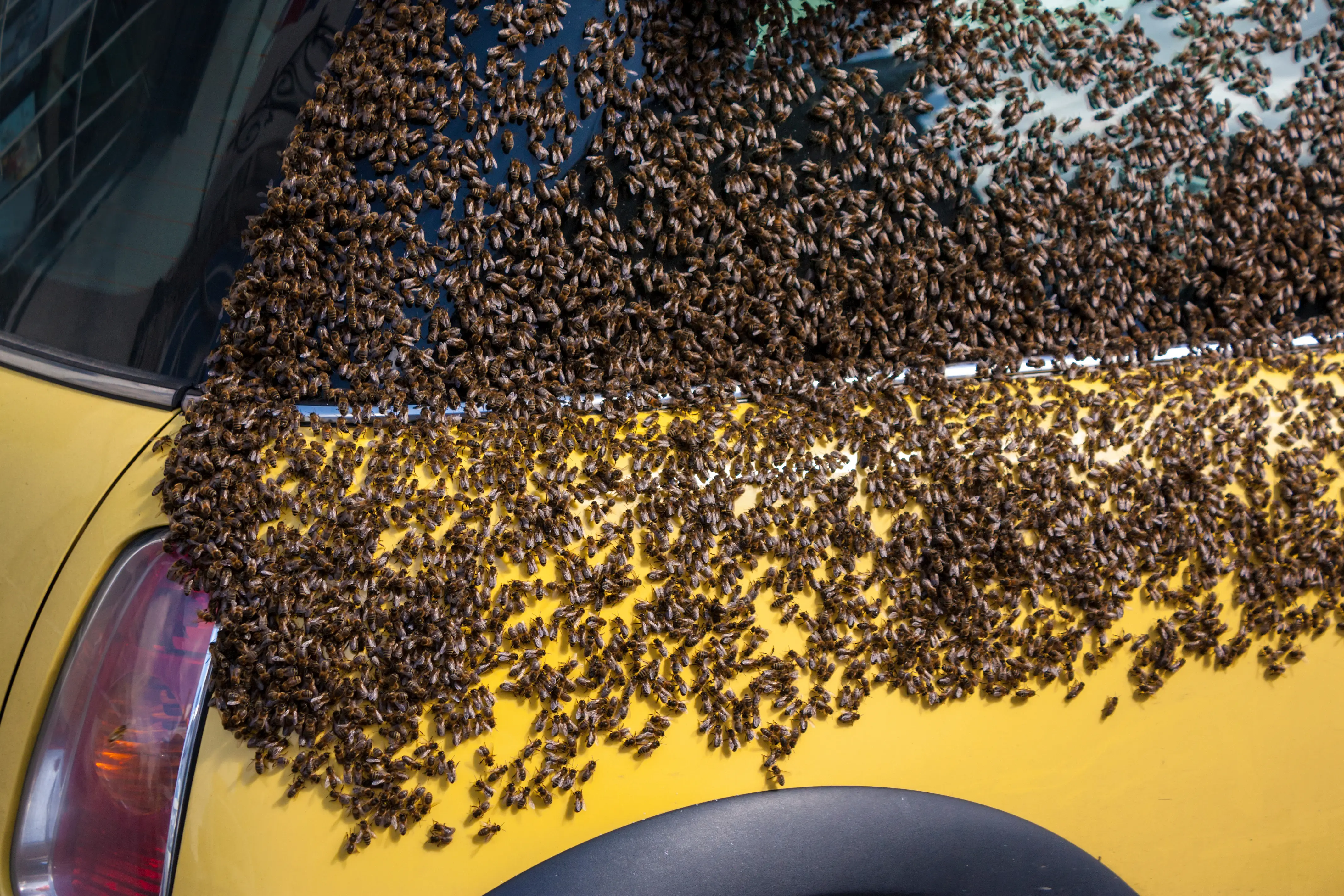 How to Repel Bees Naturally from Your Yard
