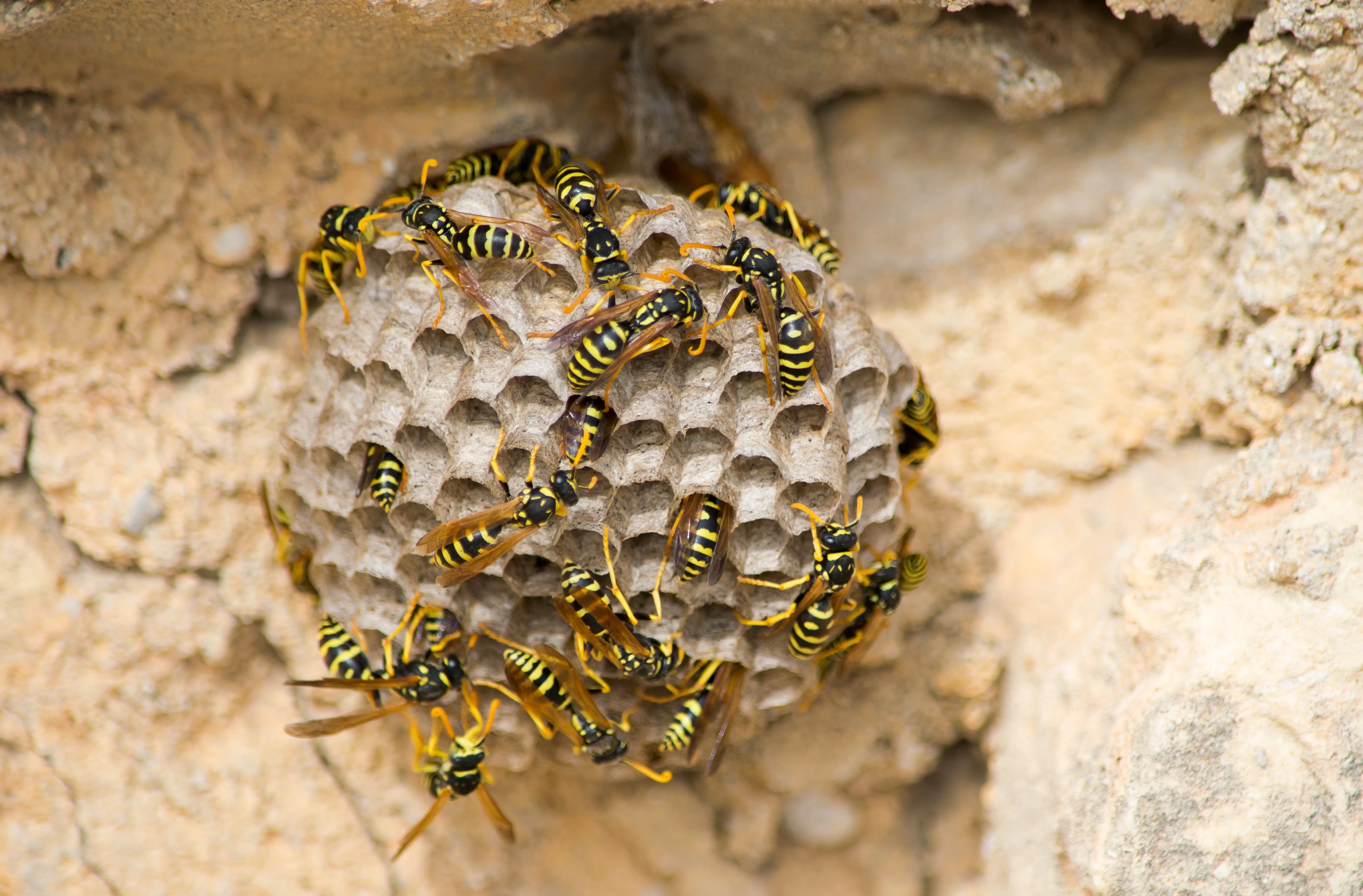 How to Repel Wasps - Natural and Effective Methods Guide