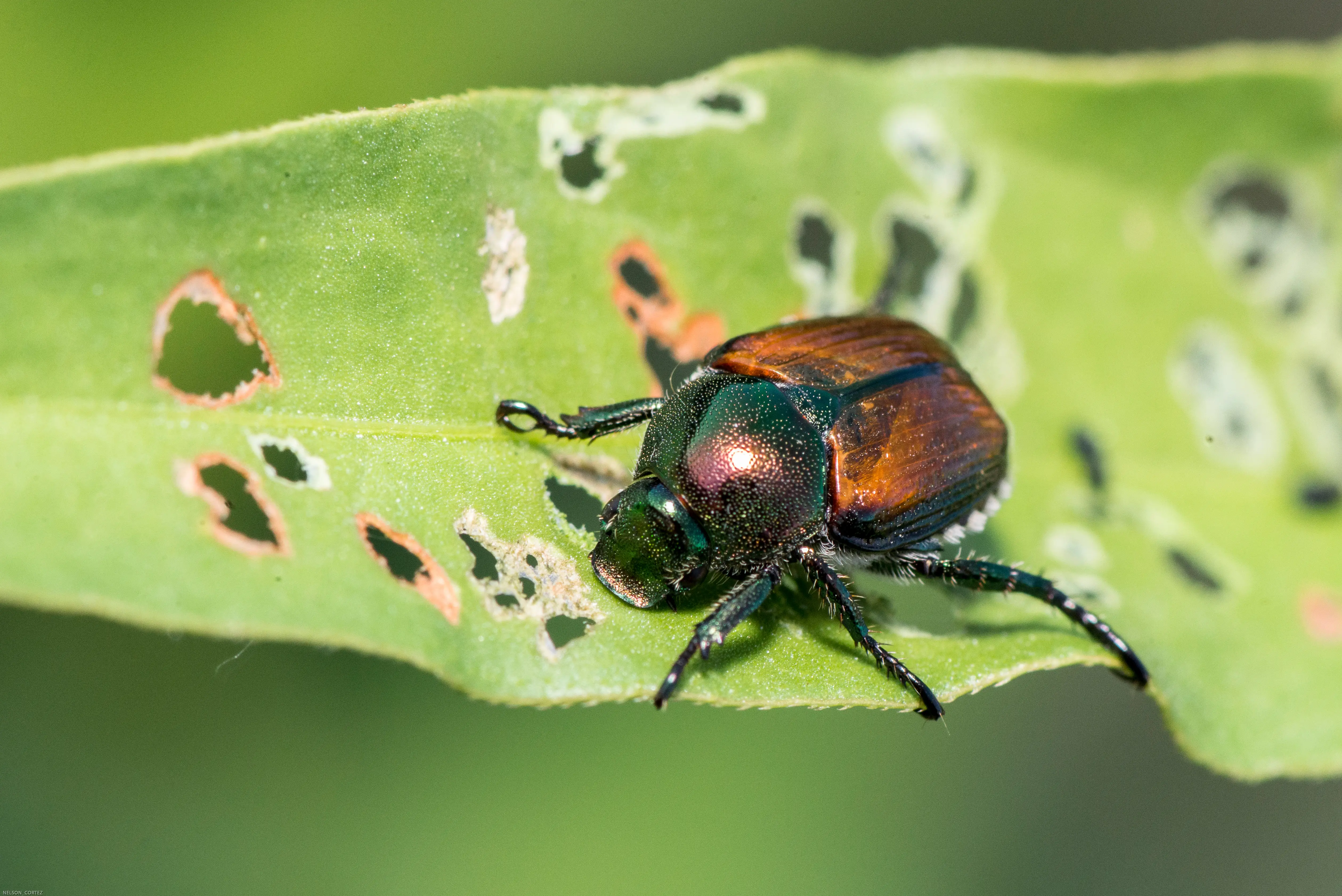 Japanese beetle with iridescent green shell on a rose leaf