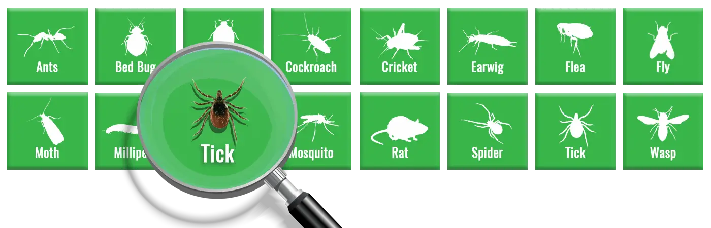 How to Kill Ticks and Prevent Them from Coming Back