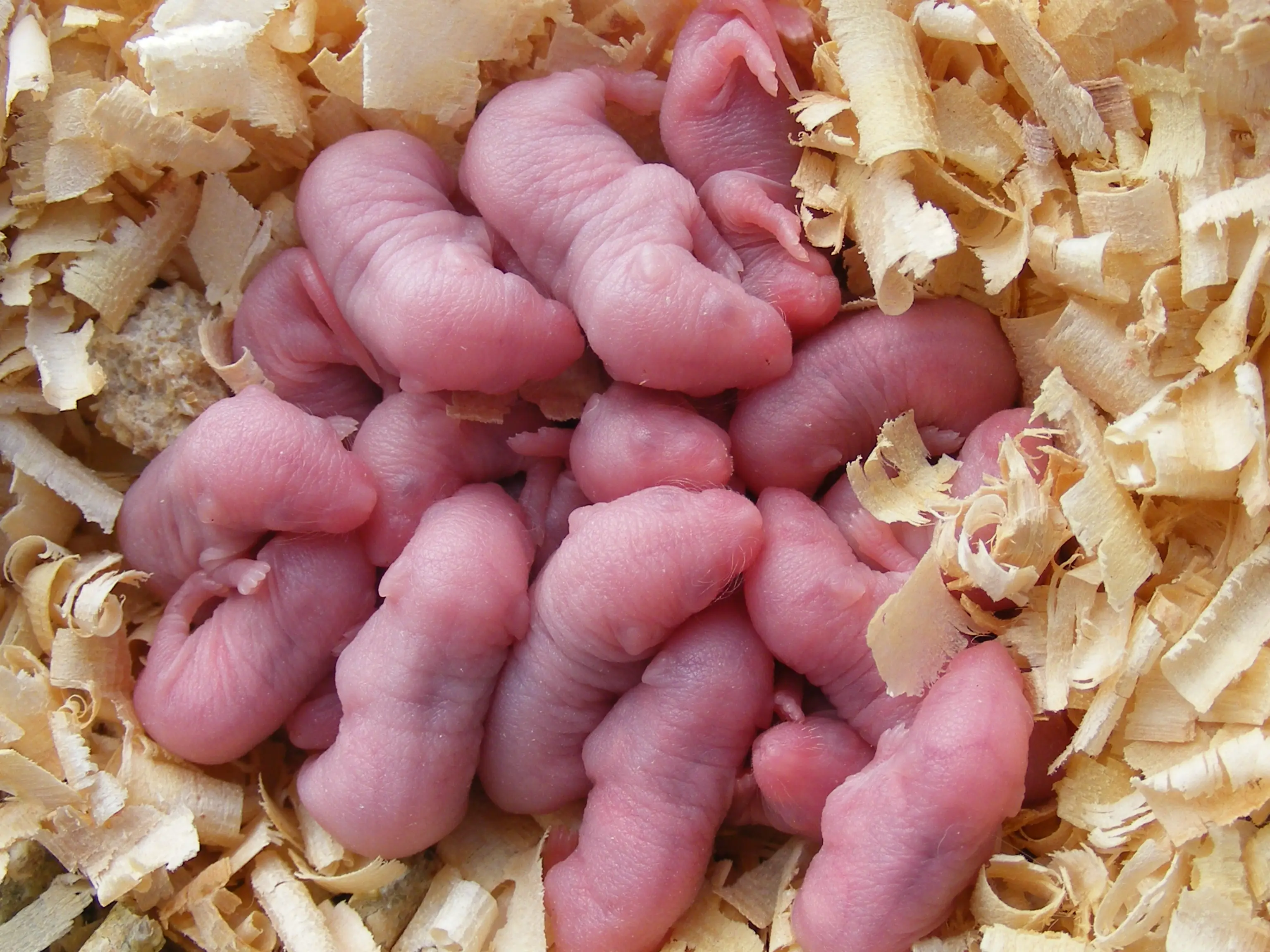 How Long Do Mice Live? Mouse Lifespan & Life Cycle