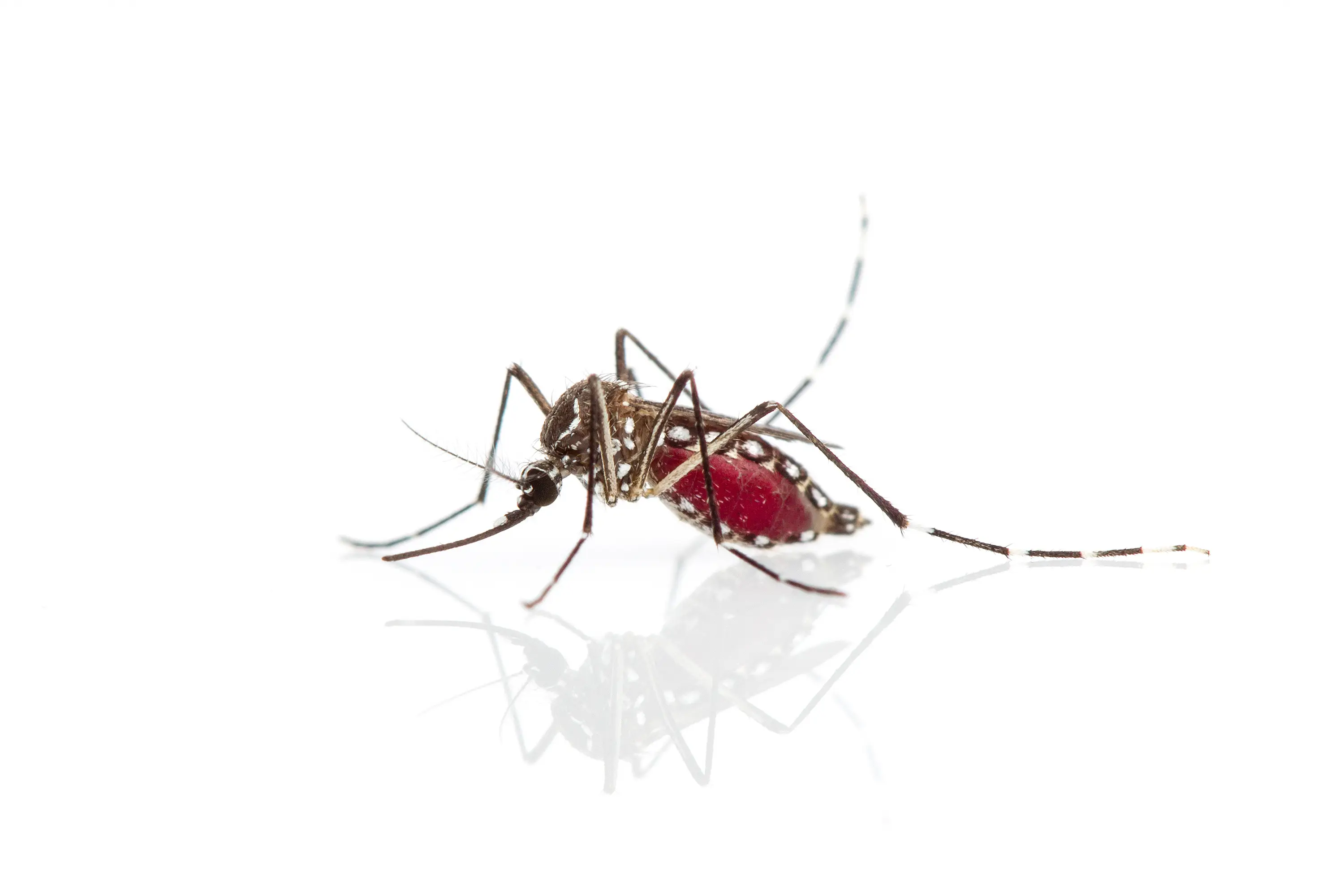 Can Mosquitoes Bite Through Clothes? Protection Guide