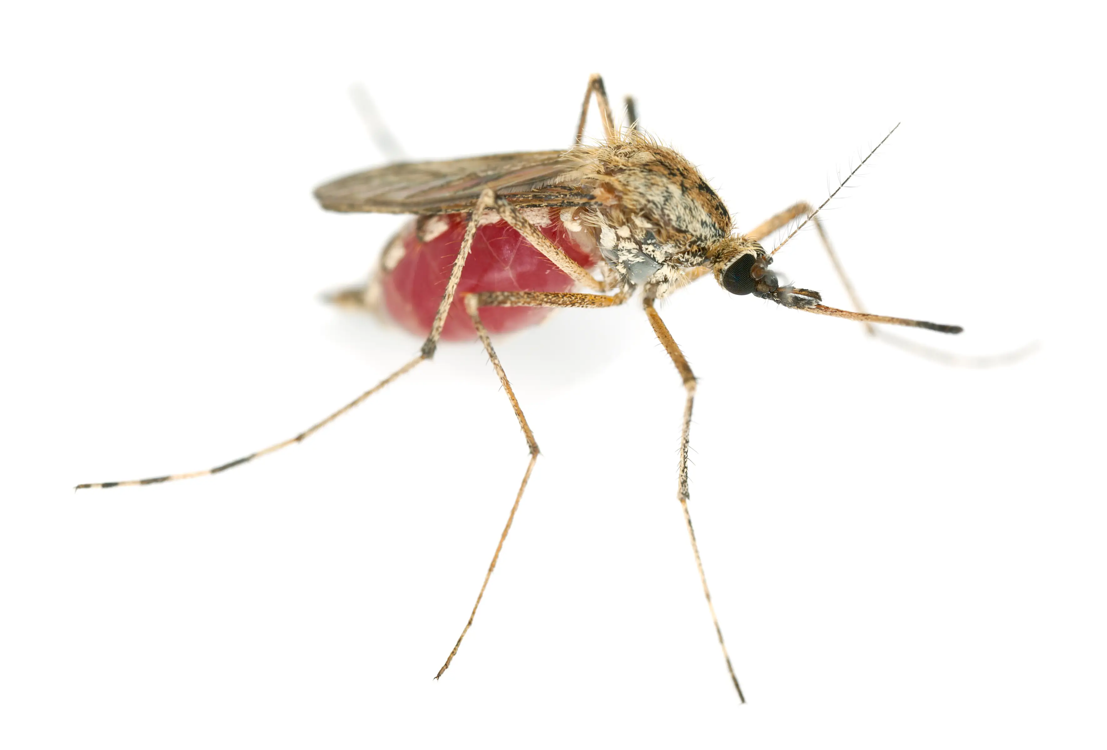 What Blood Type Do Mosquitoes Like Best?