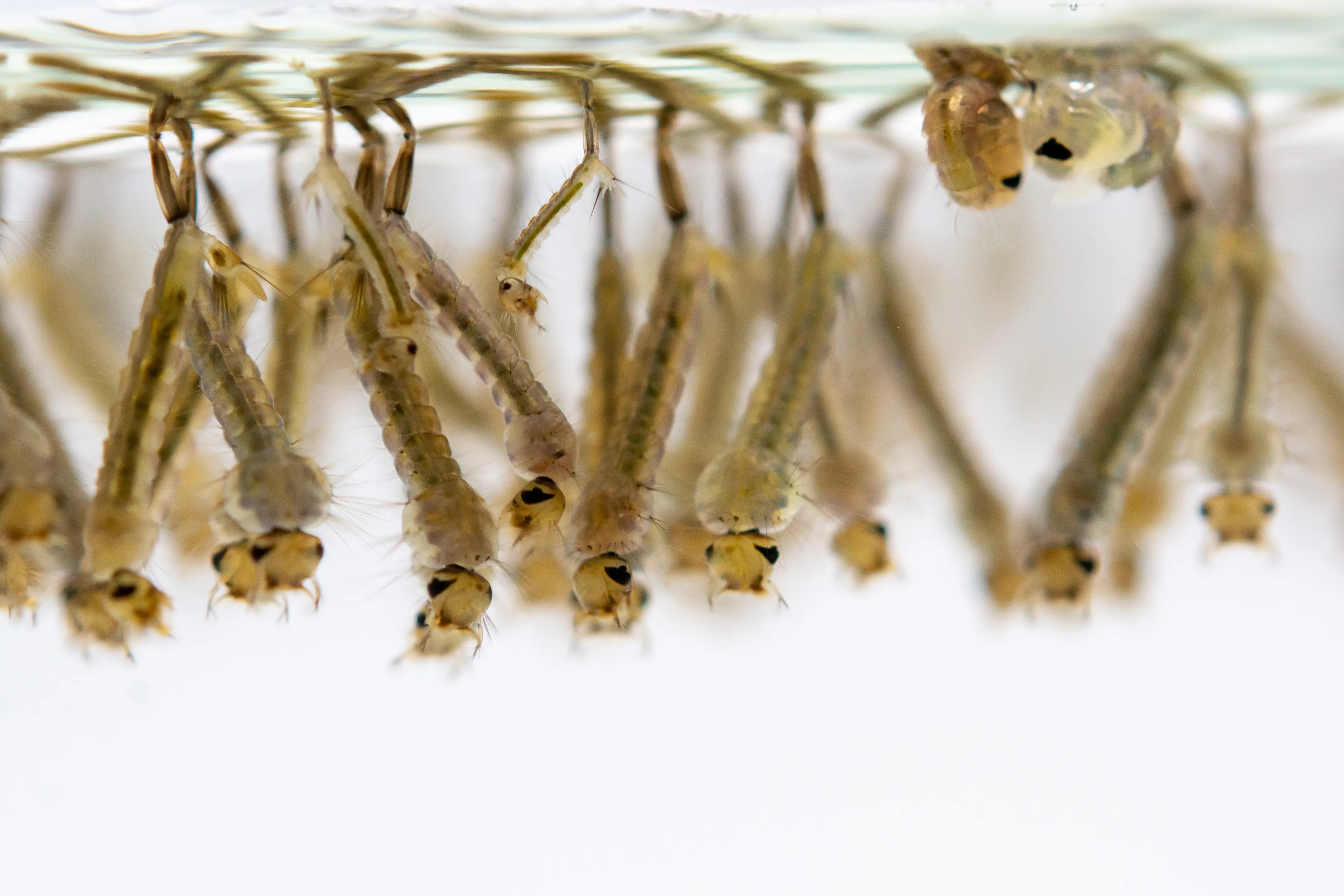 Mosquito larvae wrigglers in standing water