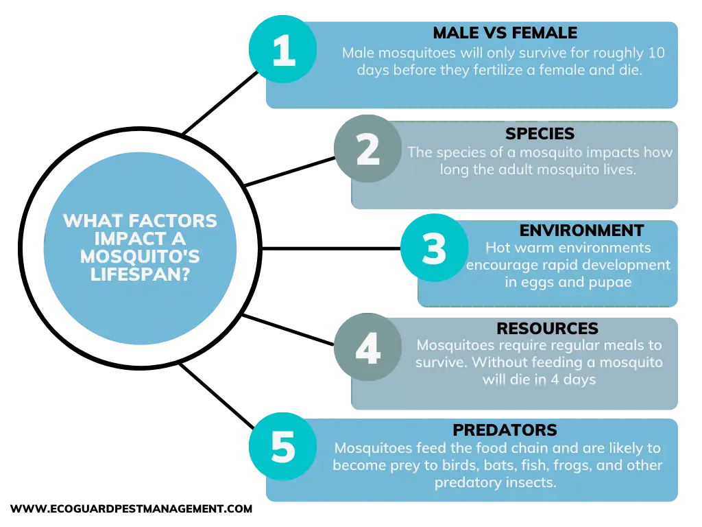 Mosquito life cycle and lifespan