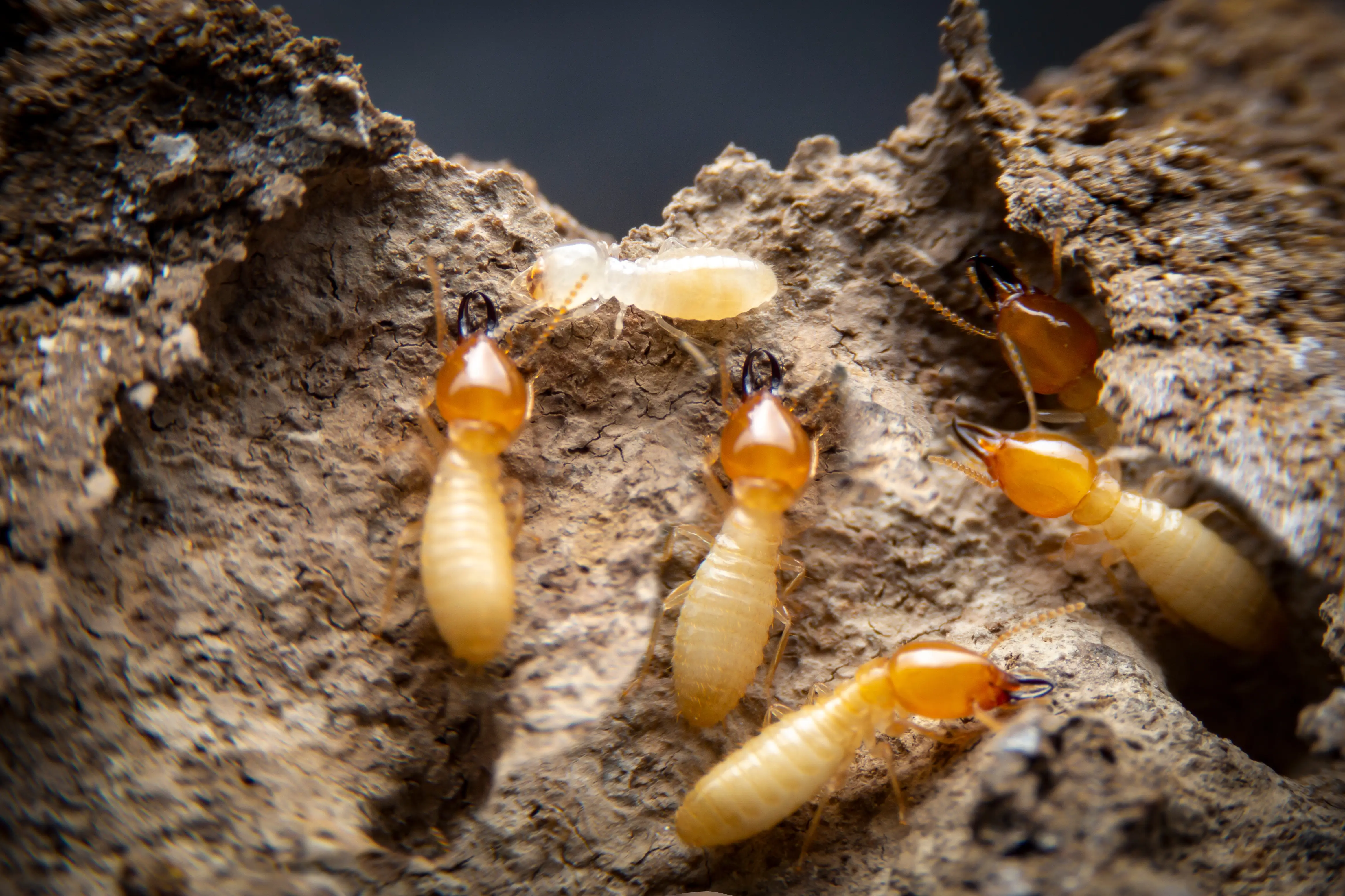 Does Mulch Attract Termites? Complete Guide to Safe Mulching