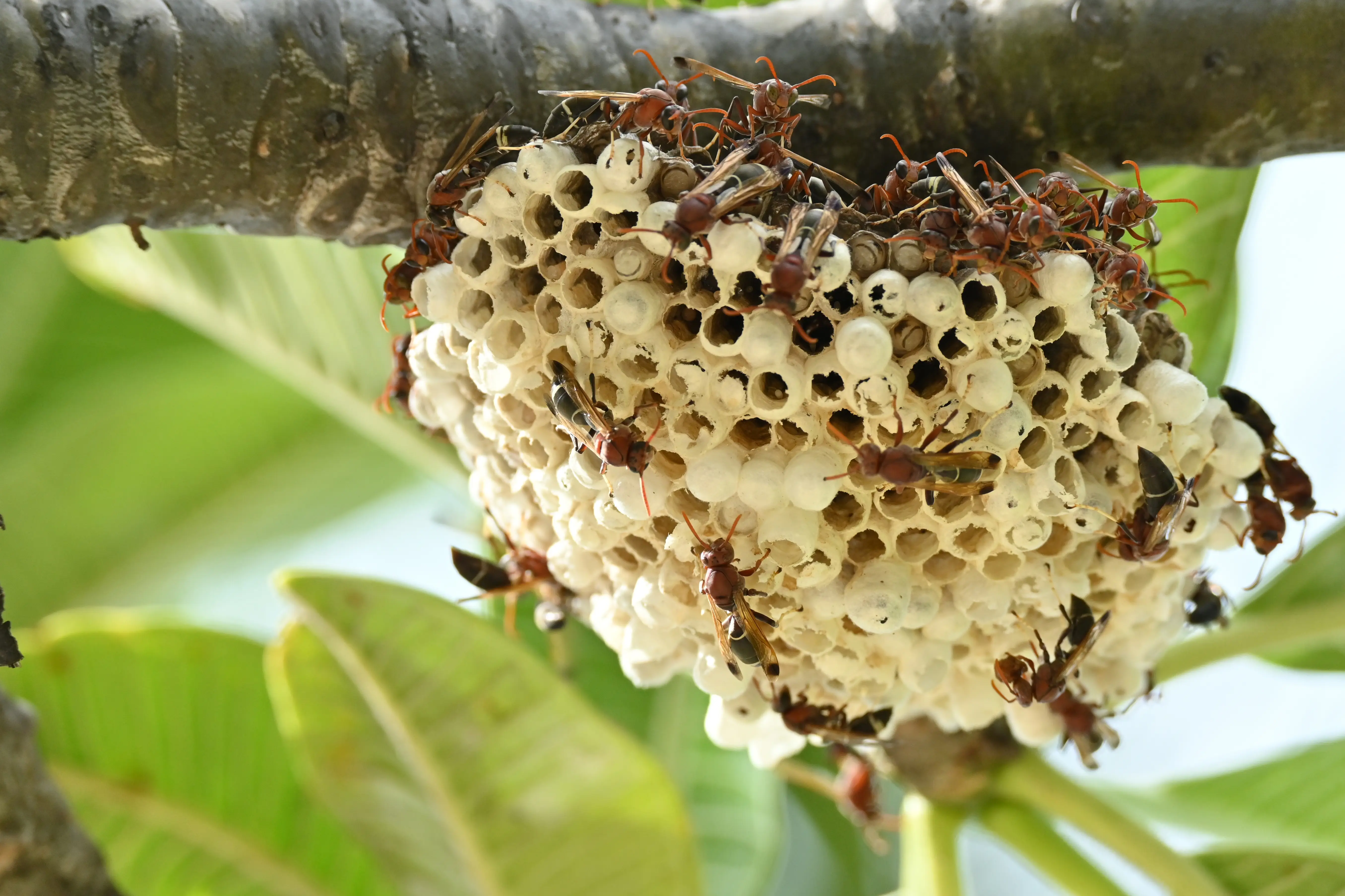 Asian giant hornet (murder hornet) close-up