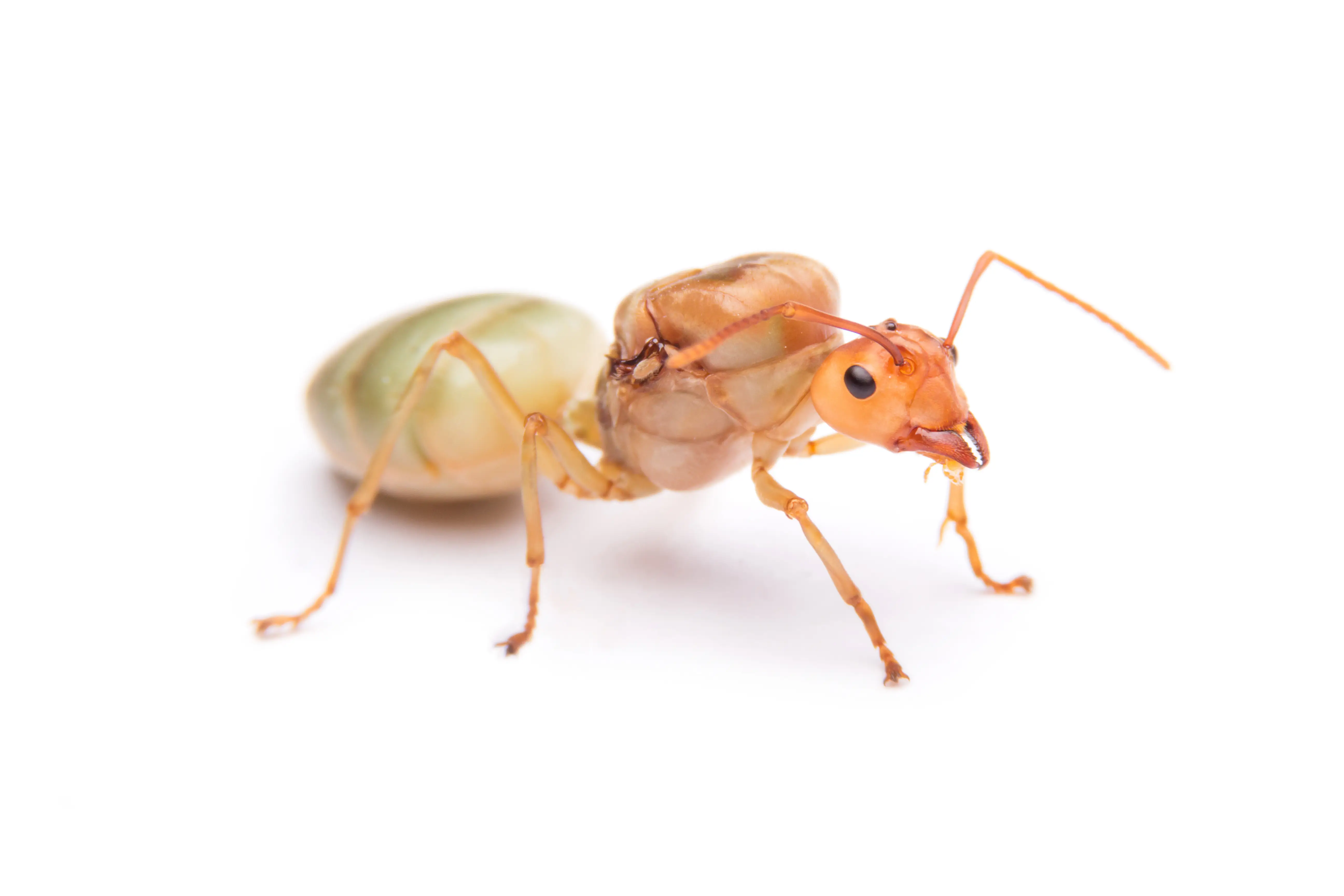 Queen ant surrounded by worker ants in colony