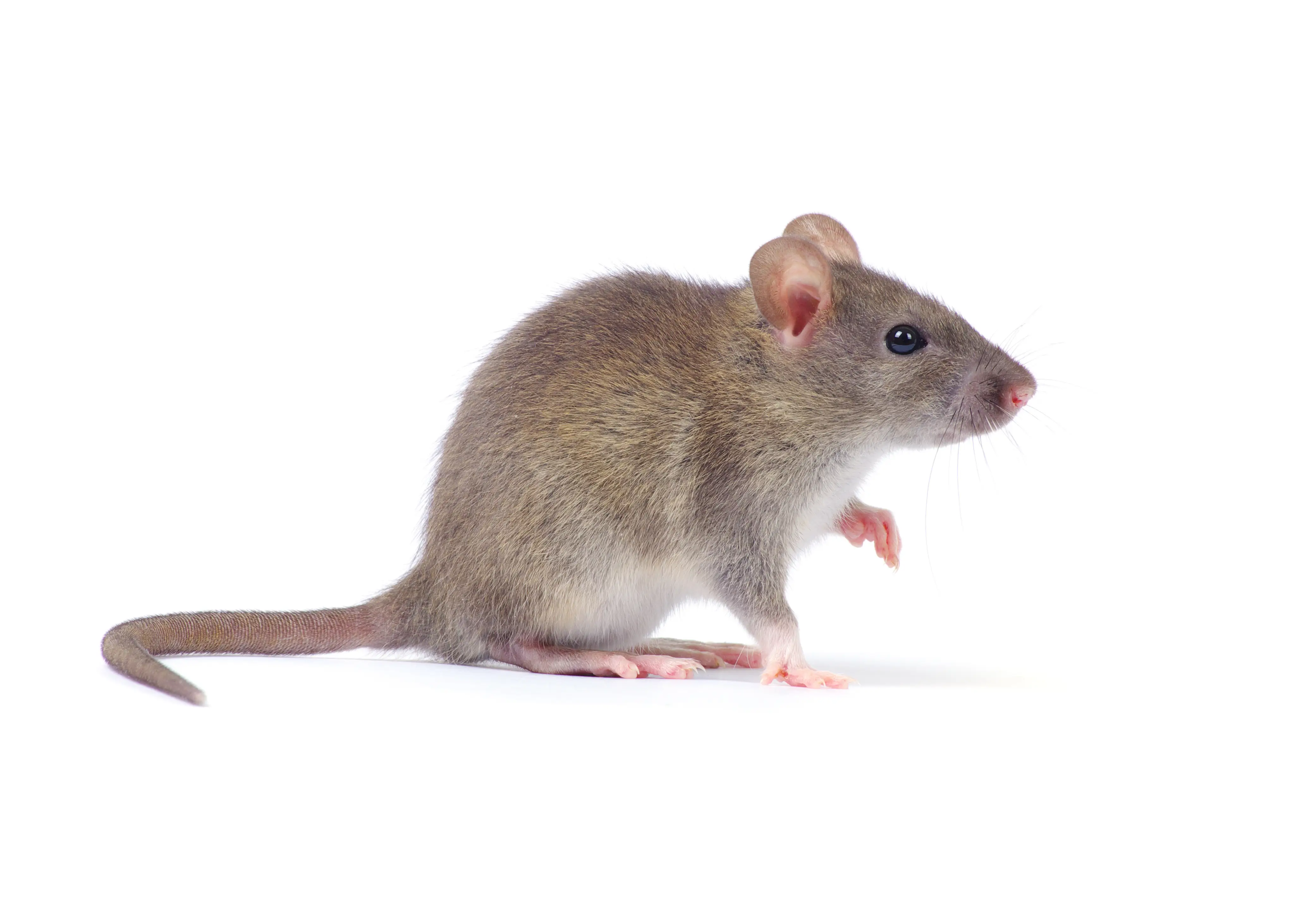 Rat and mice diseases and health risks