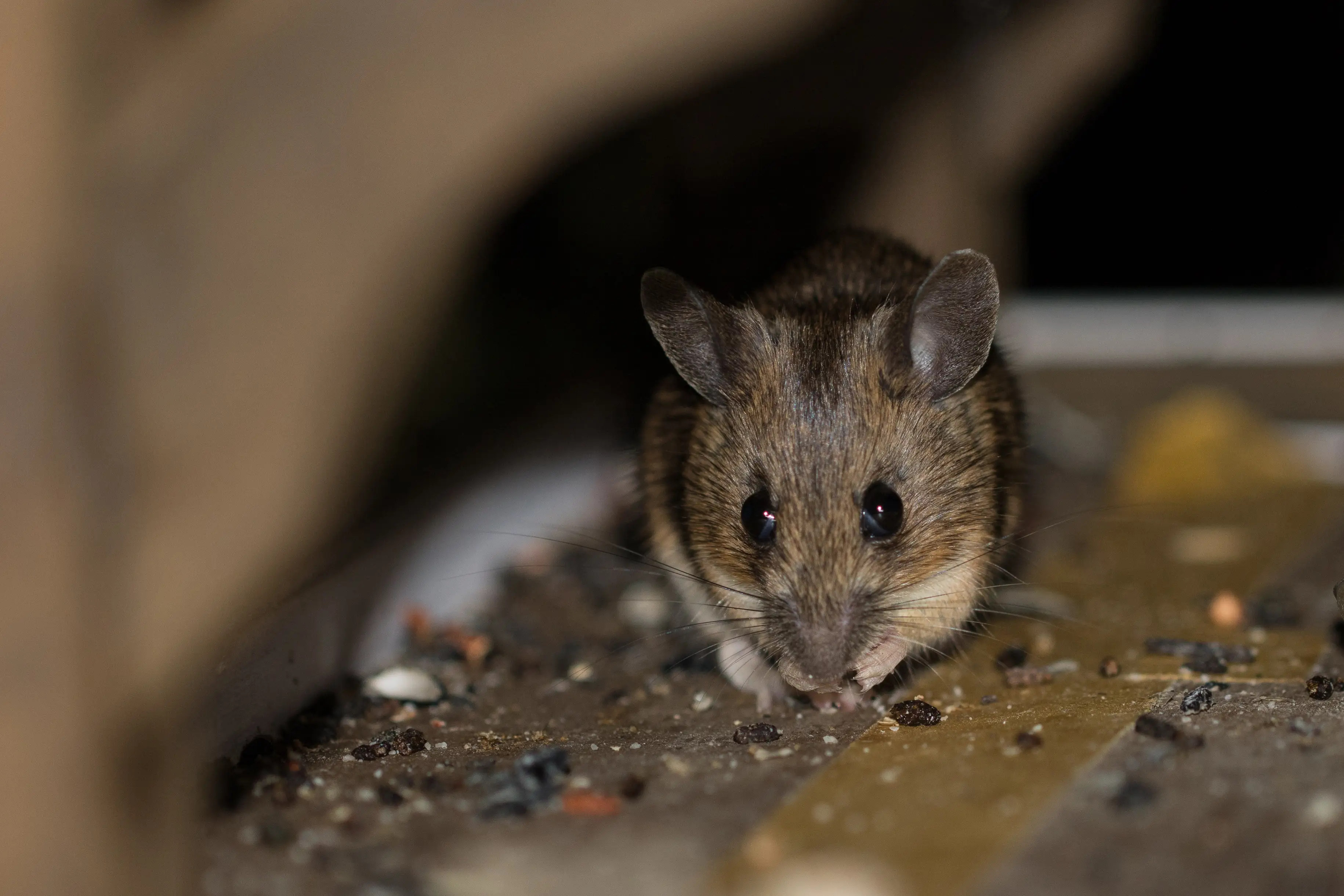 Identifying rat droppings for pest control