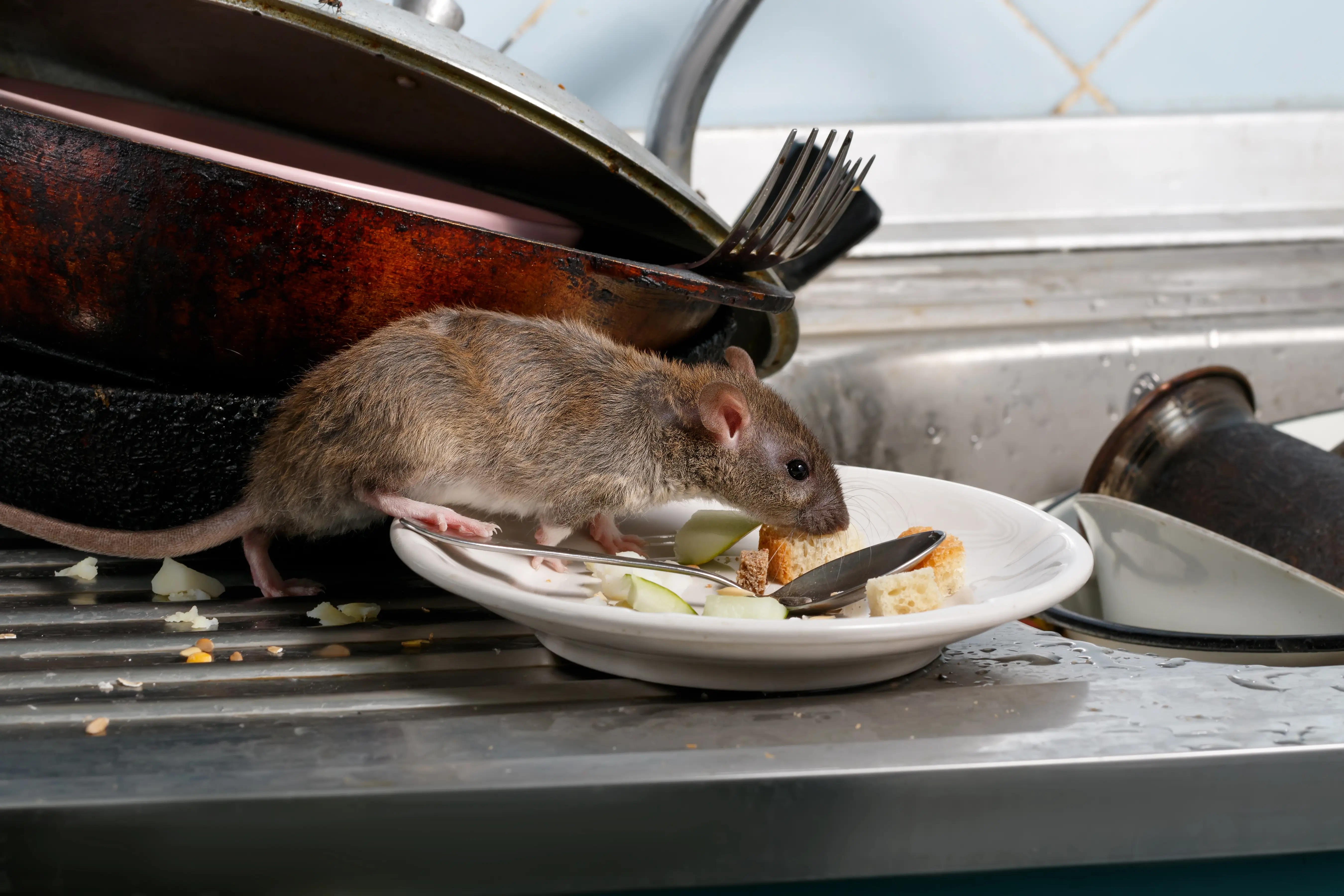 Brown rat showing typical size and features