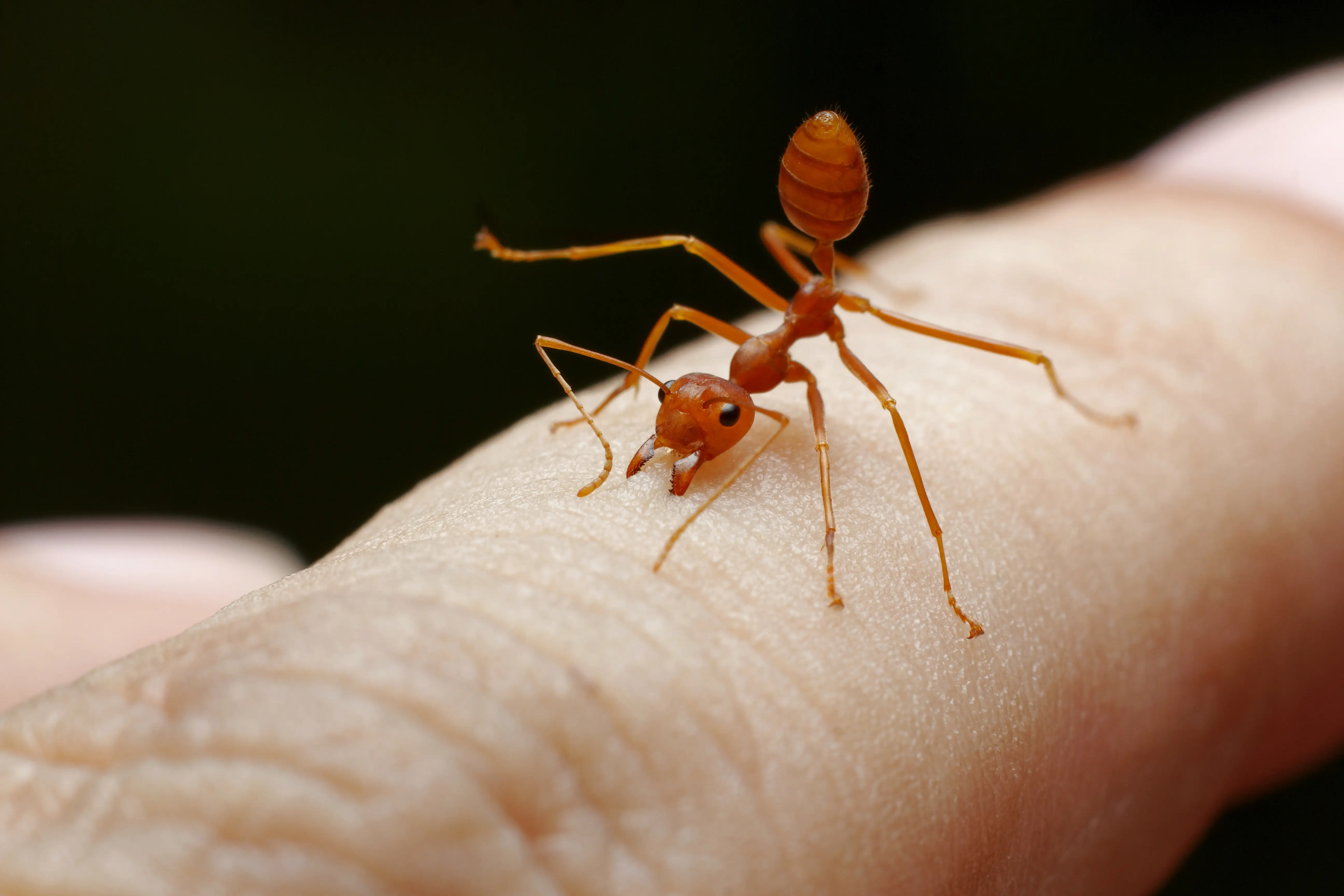 Red imported fire ants on a mound