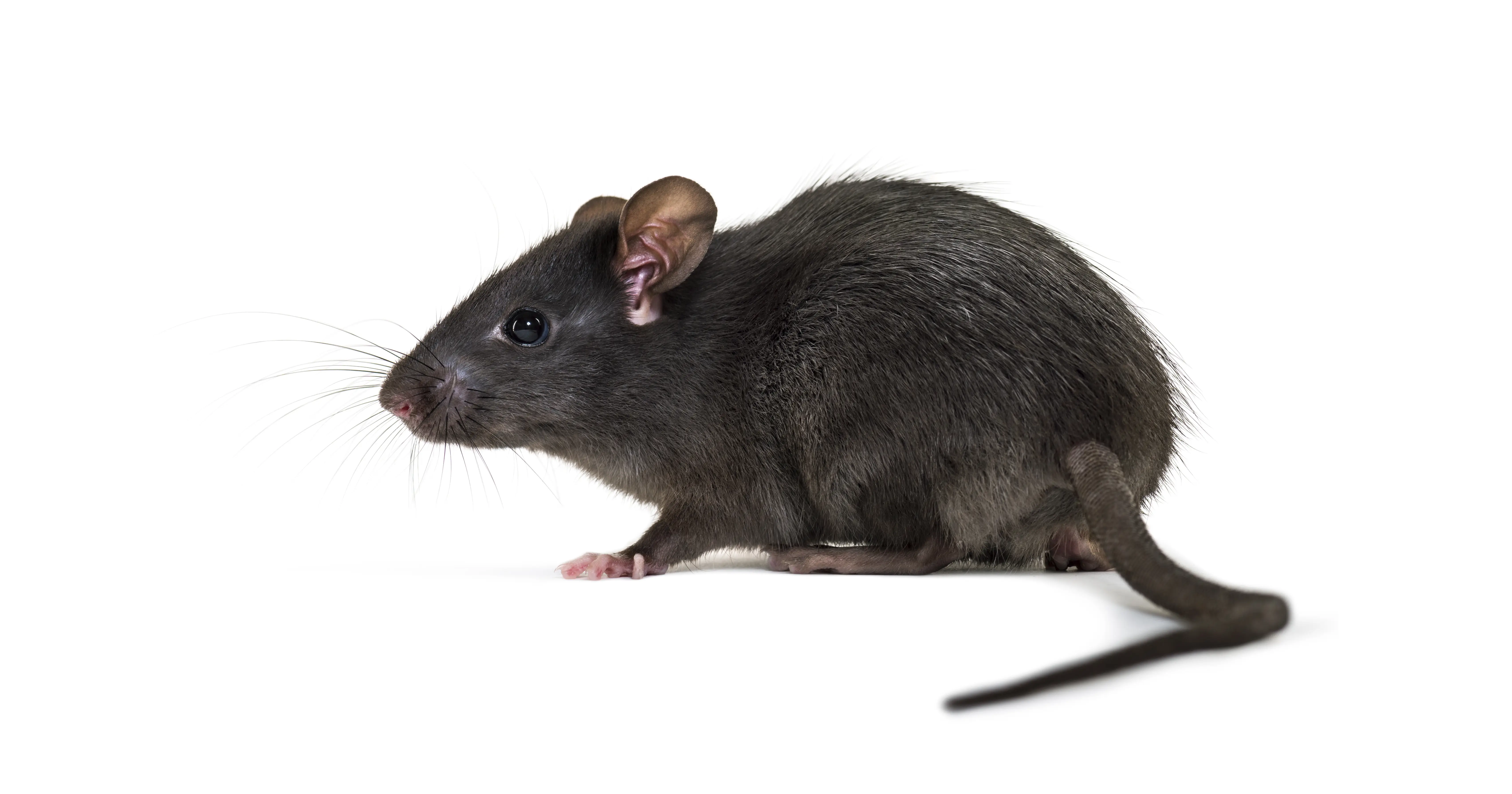 What are Roof Rats? Identification, Prevention & Control