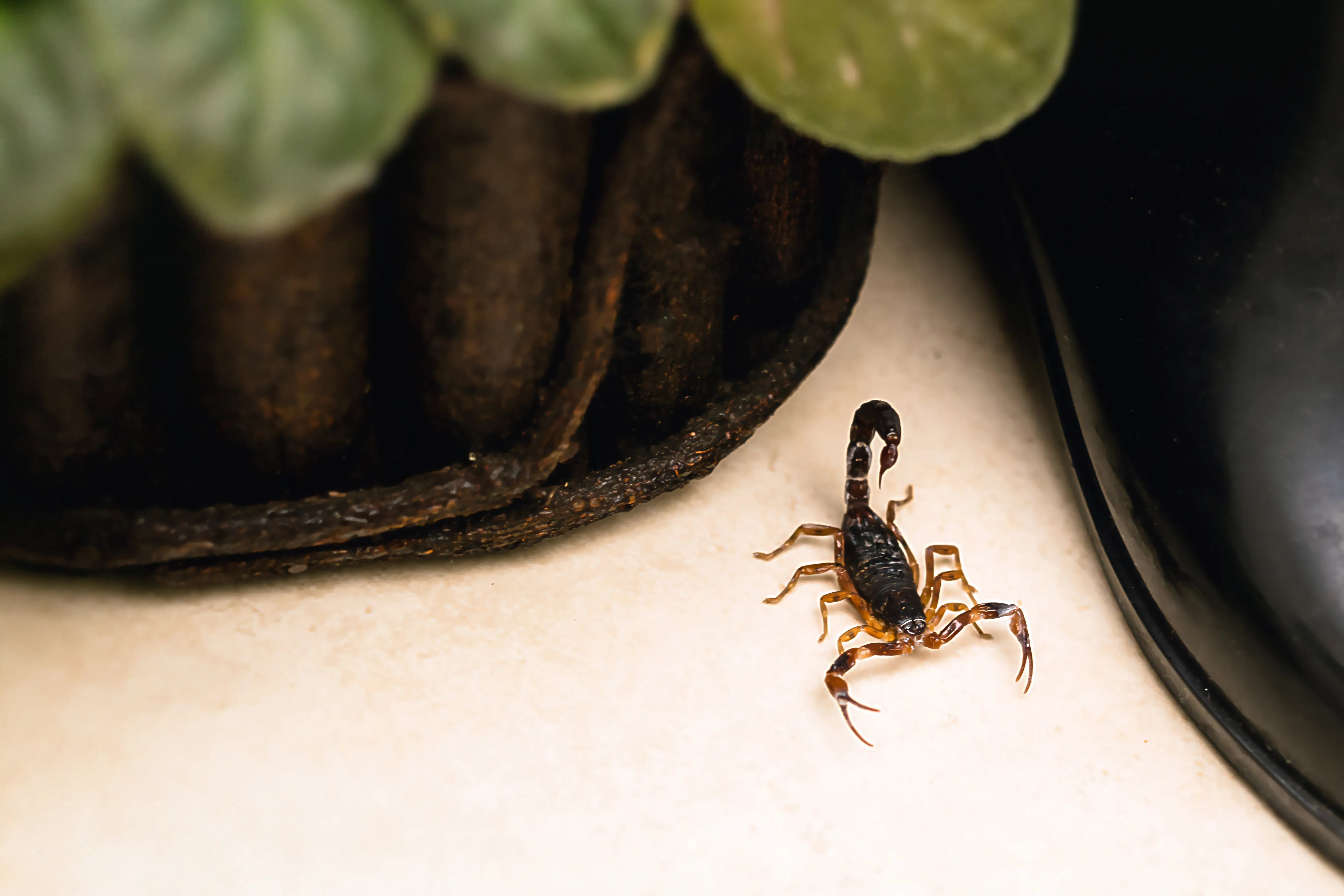 What Attracts Scorpions in the House? 5 Key Factors