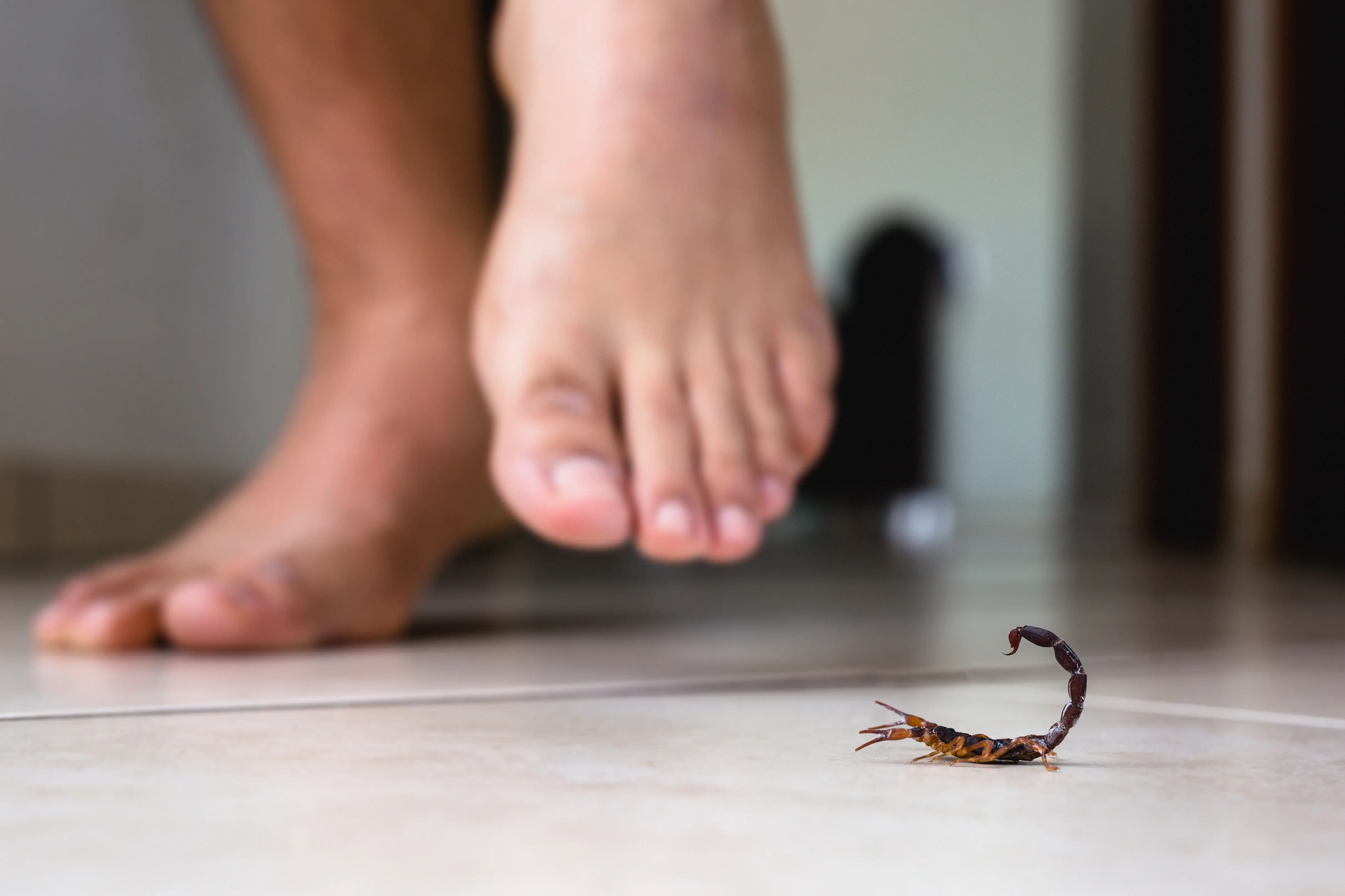 Scorpion with stinger raised showing venomous tail