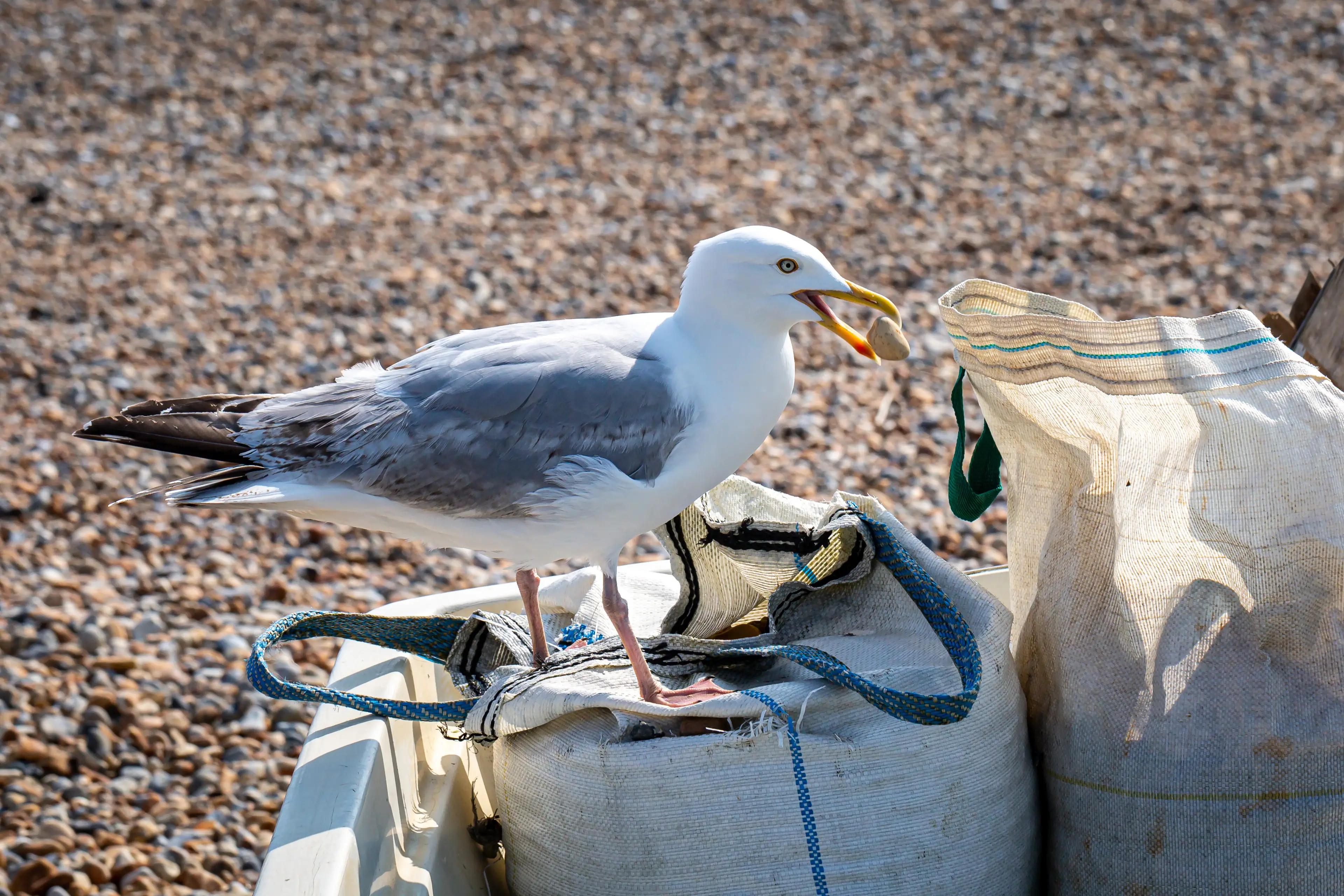 Professional bird control technician installing seagull deterrent systems on commercial rooftop
