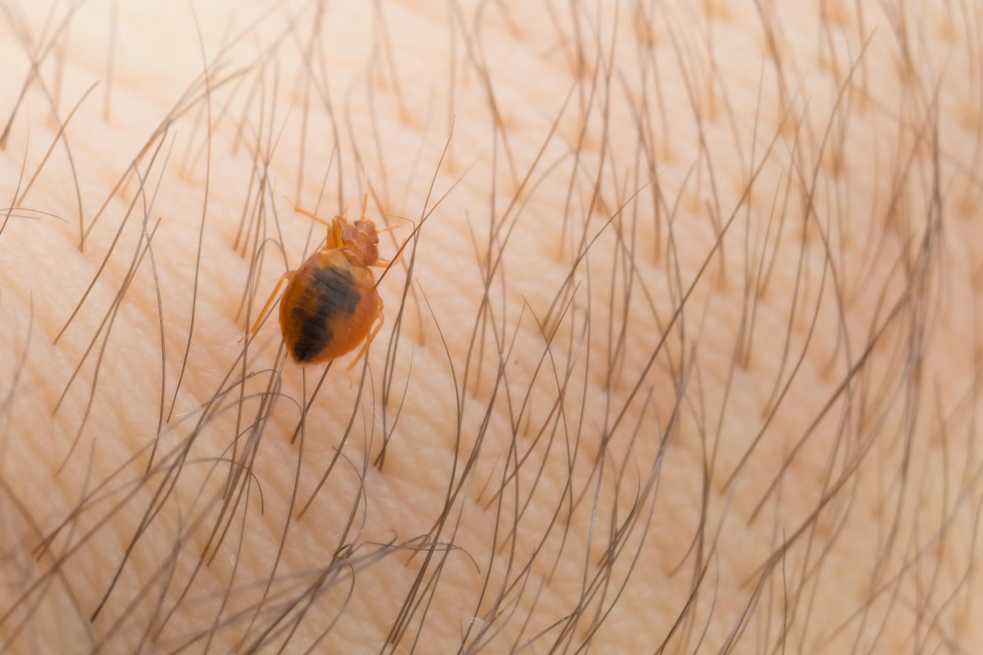Signs of bed bug infestation on mattress