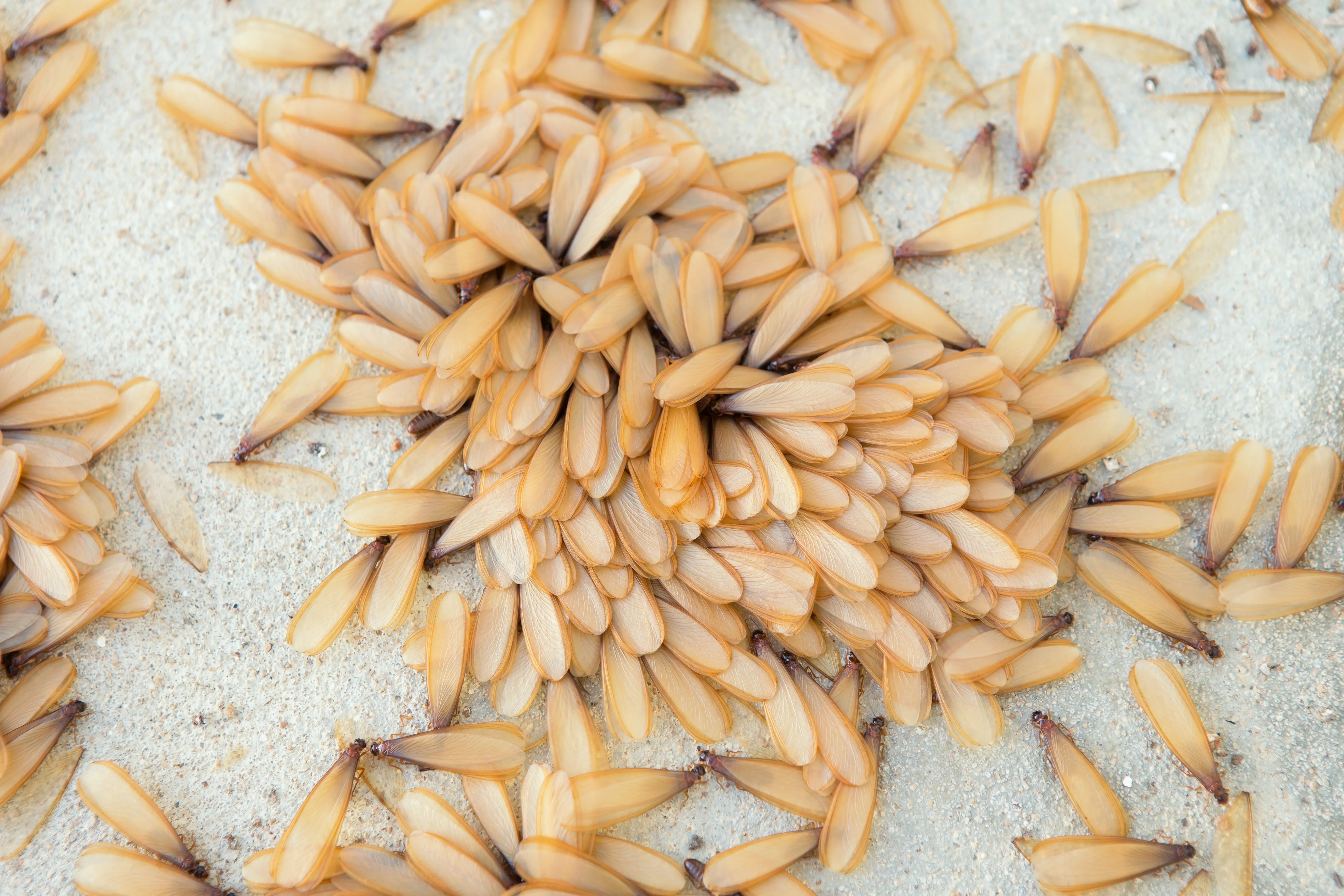 Signs of Termites: How to Detect Termite Activity in Your Home