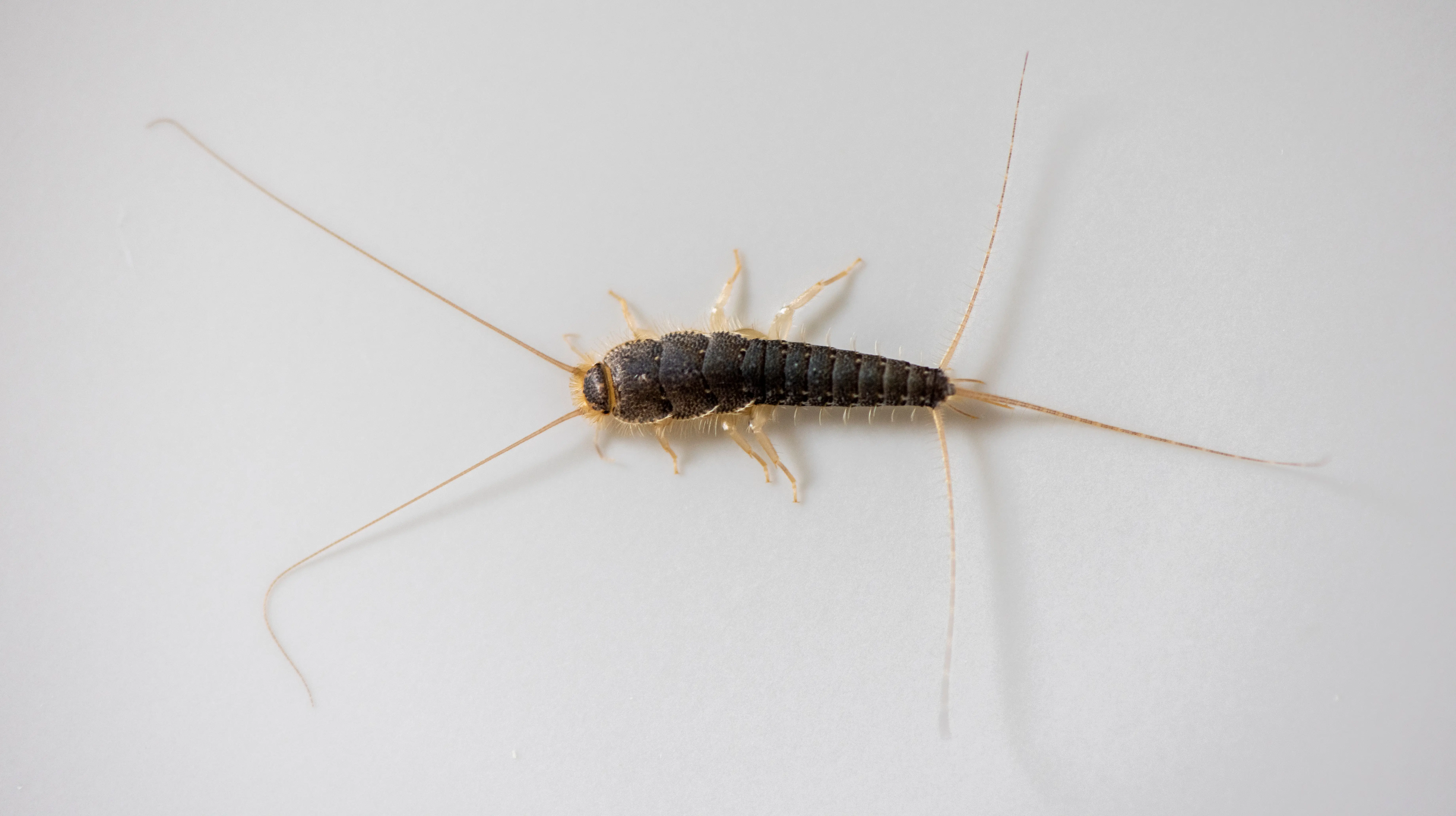 Silverfish insect on paper surface
