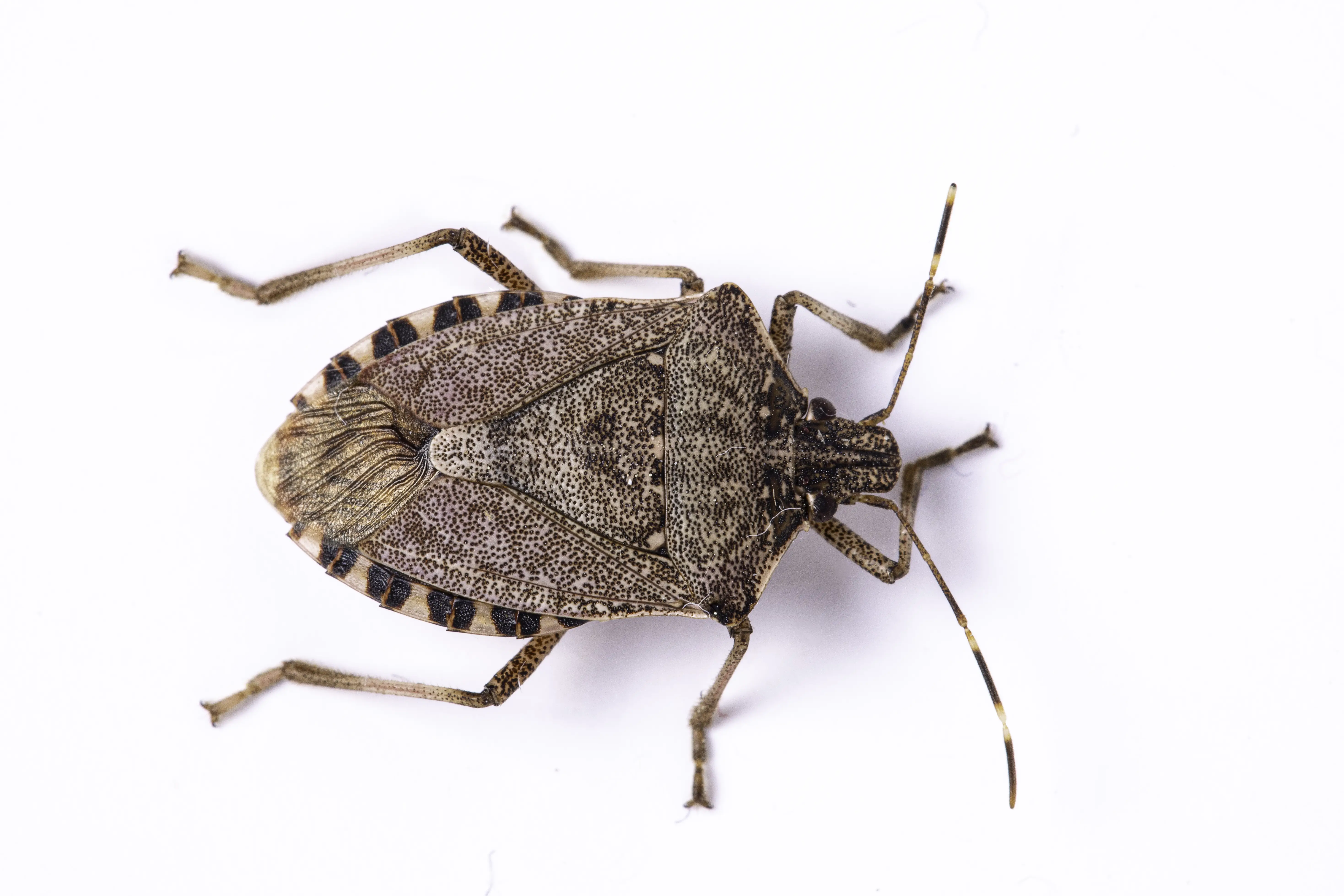 Are Stink Bugs Dangerous? Bites, Pets & Home Safety