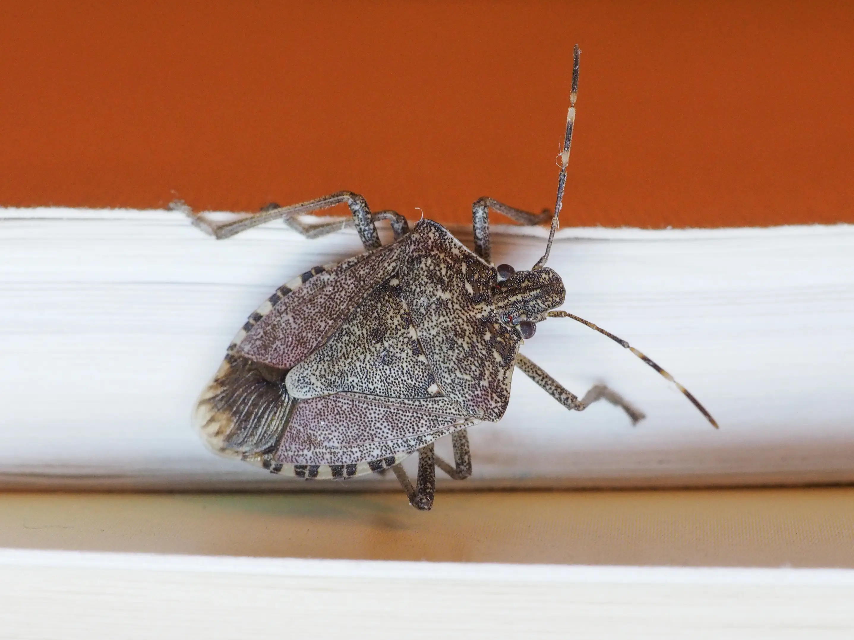 Brown marmorated stink bug showing shield-shaped body
