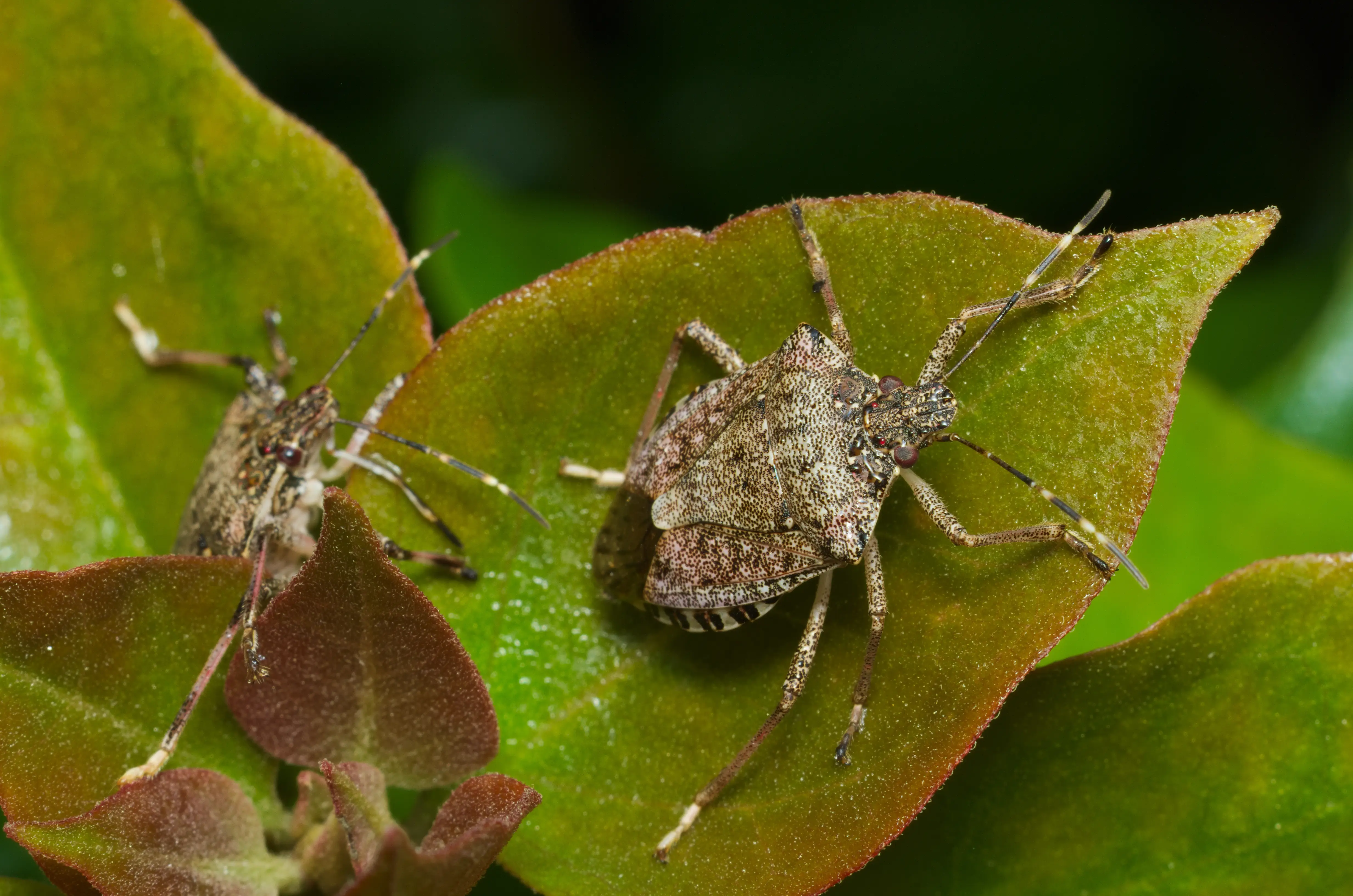 Close-up of stink bug showing abdominal glands