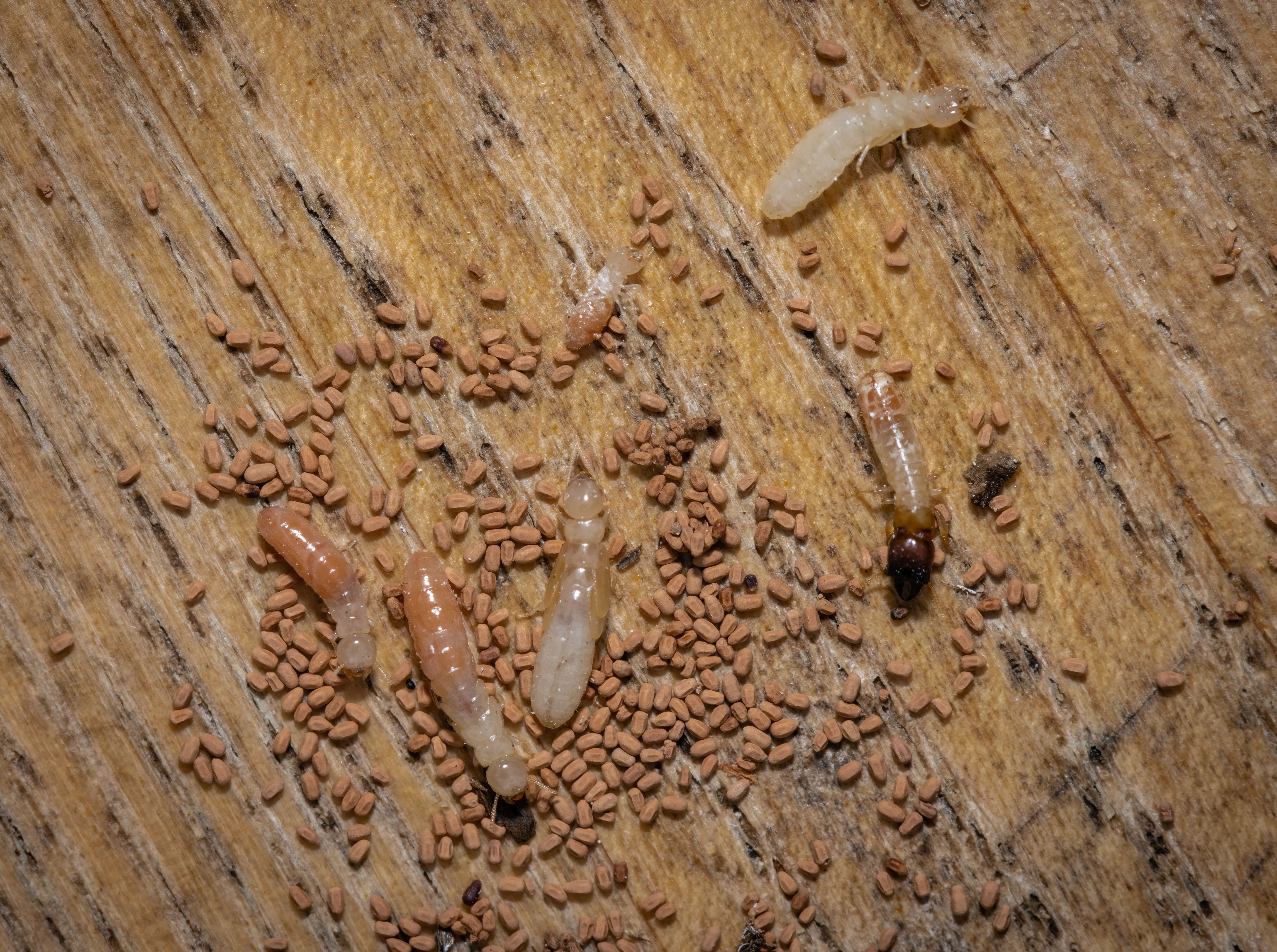 Termite droppings and frass identification