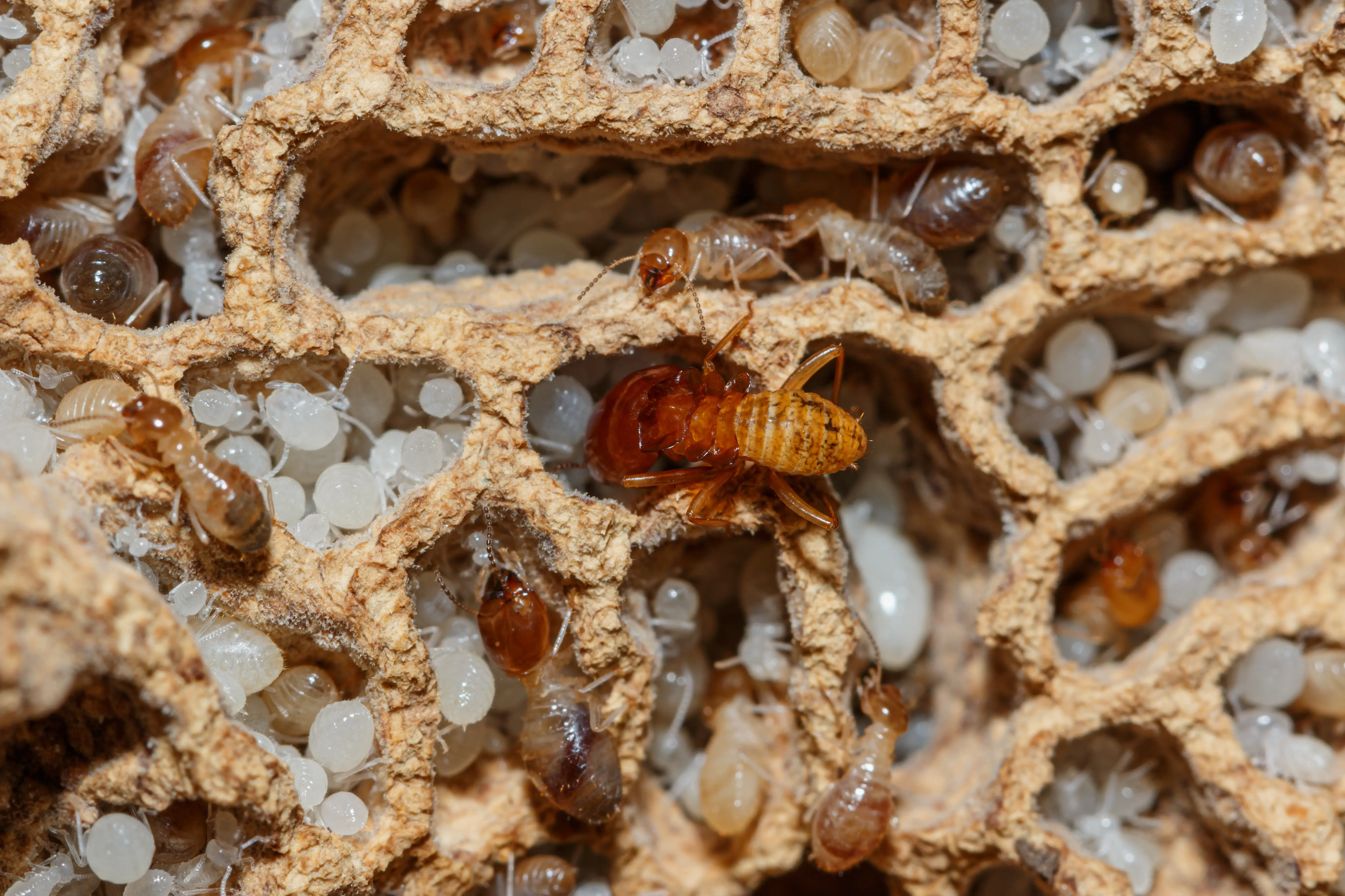 What Do Termite Larvae Look Like? Identification Guide