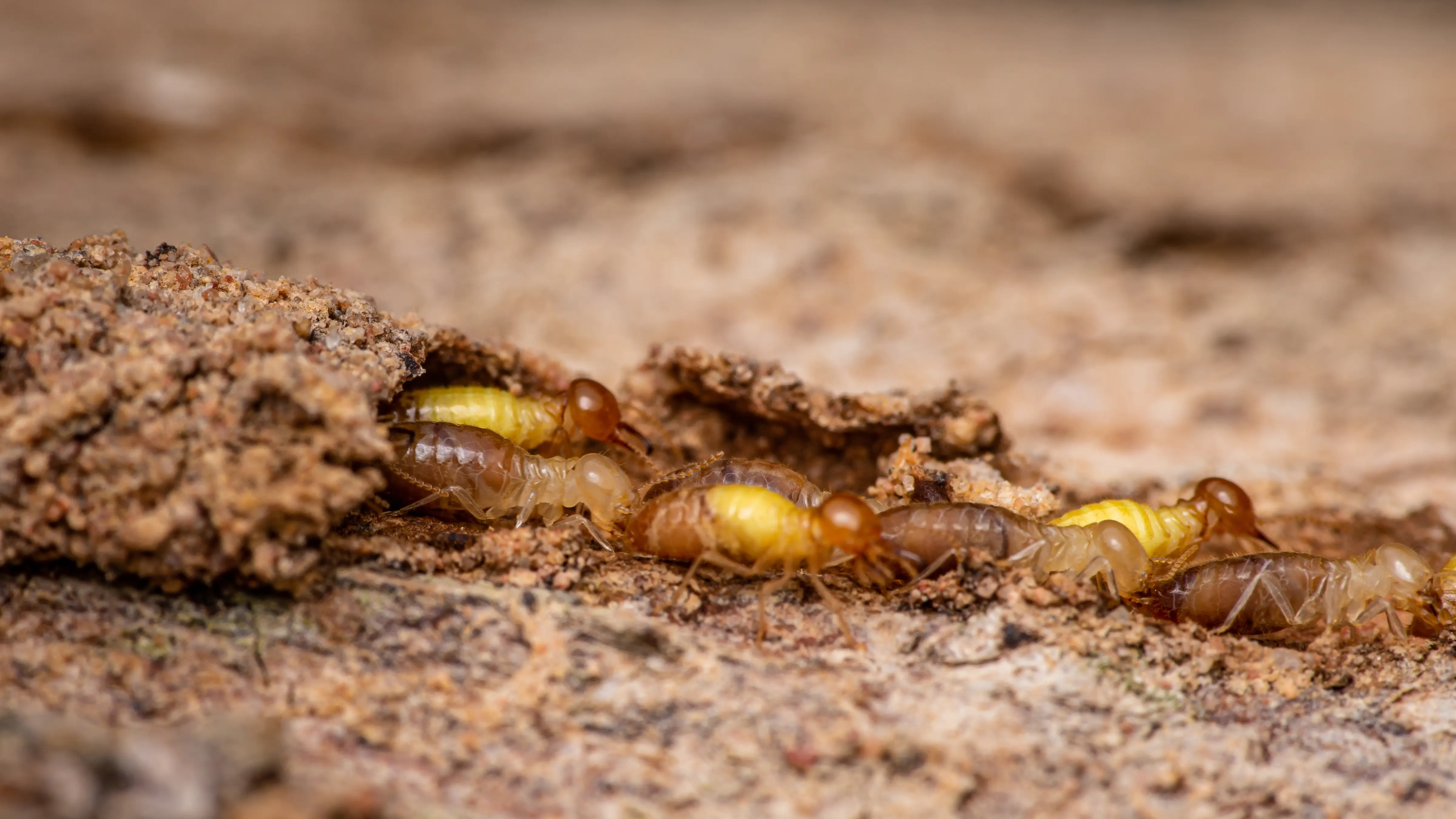 What Are Termite Mud Tubes? Identification & Treatment