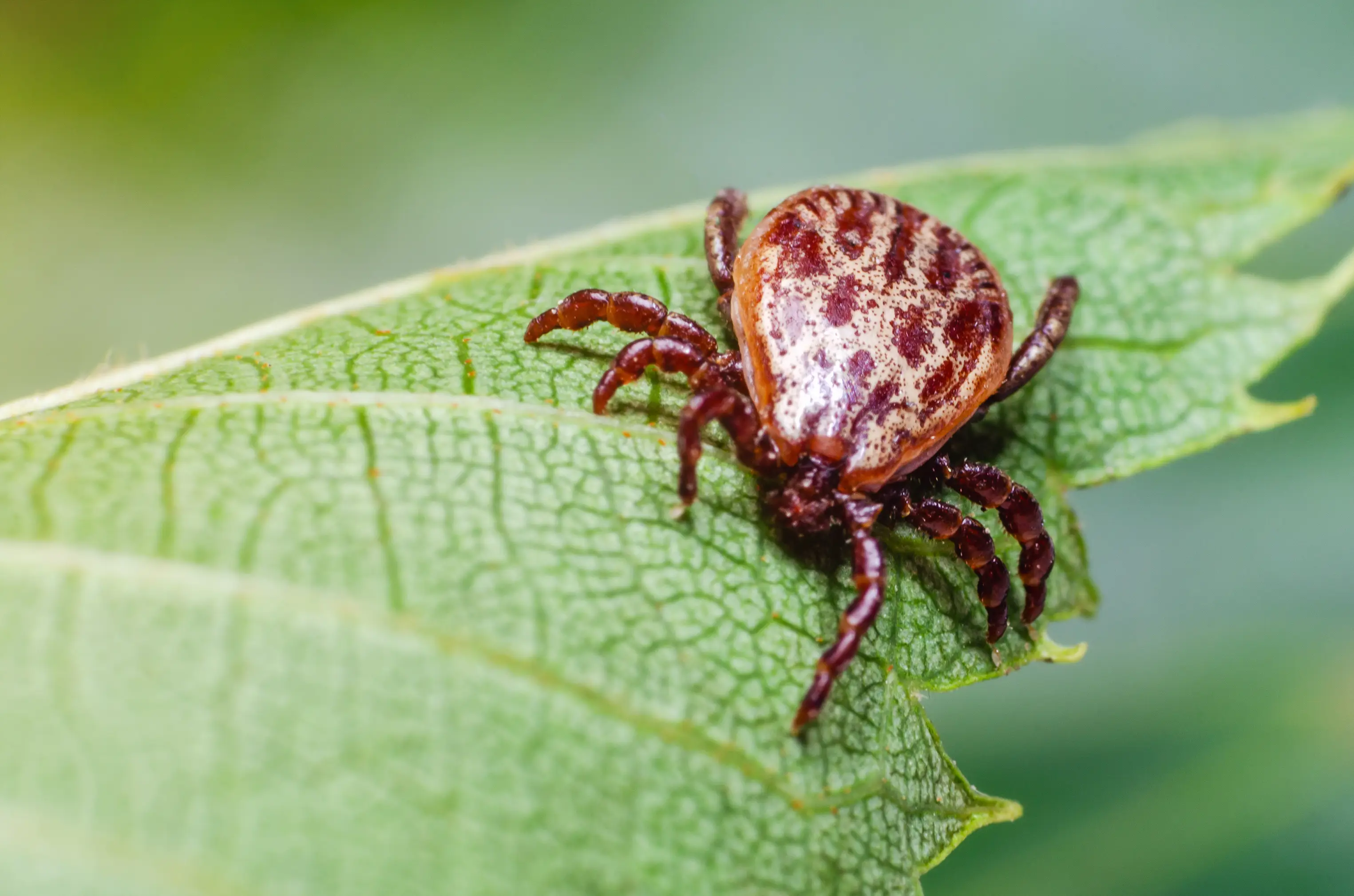 Professional tick control technician inspecting and treating yard for tick infestation