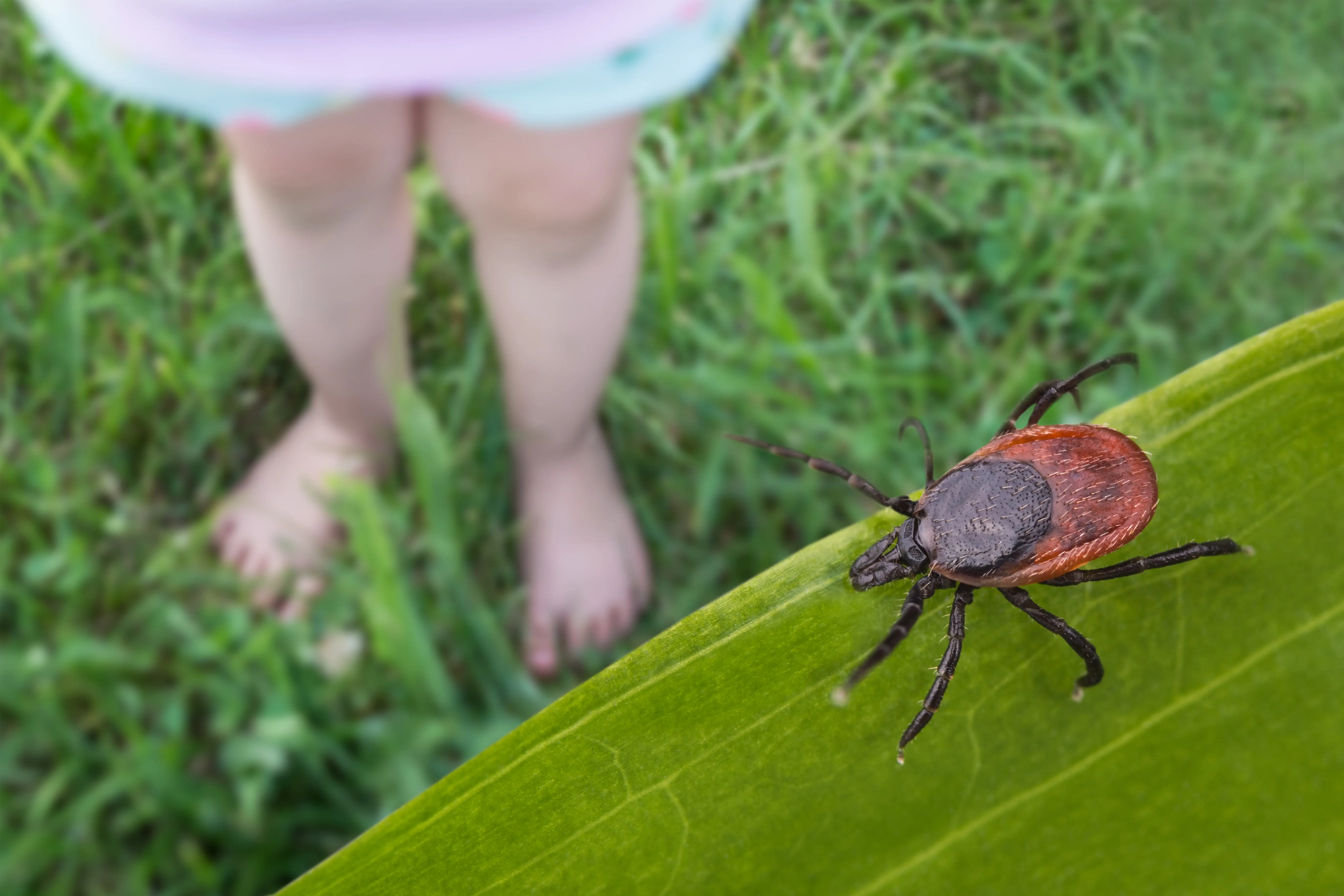 Do Ticks Die in Winter? Cold Weather Survival Facts