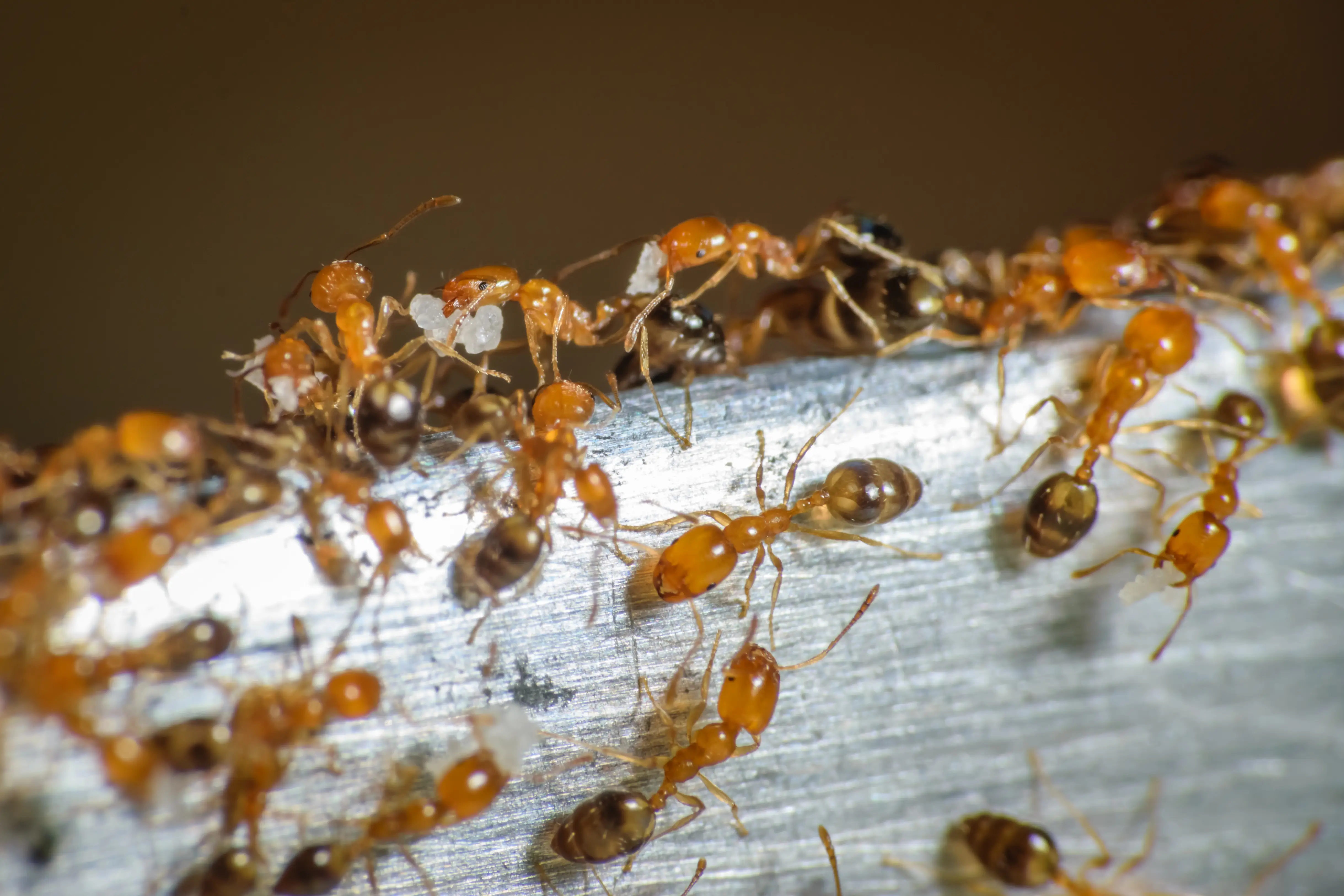 16 Common Types of Ants in California | Identification & Treatment
