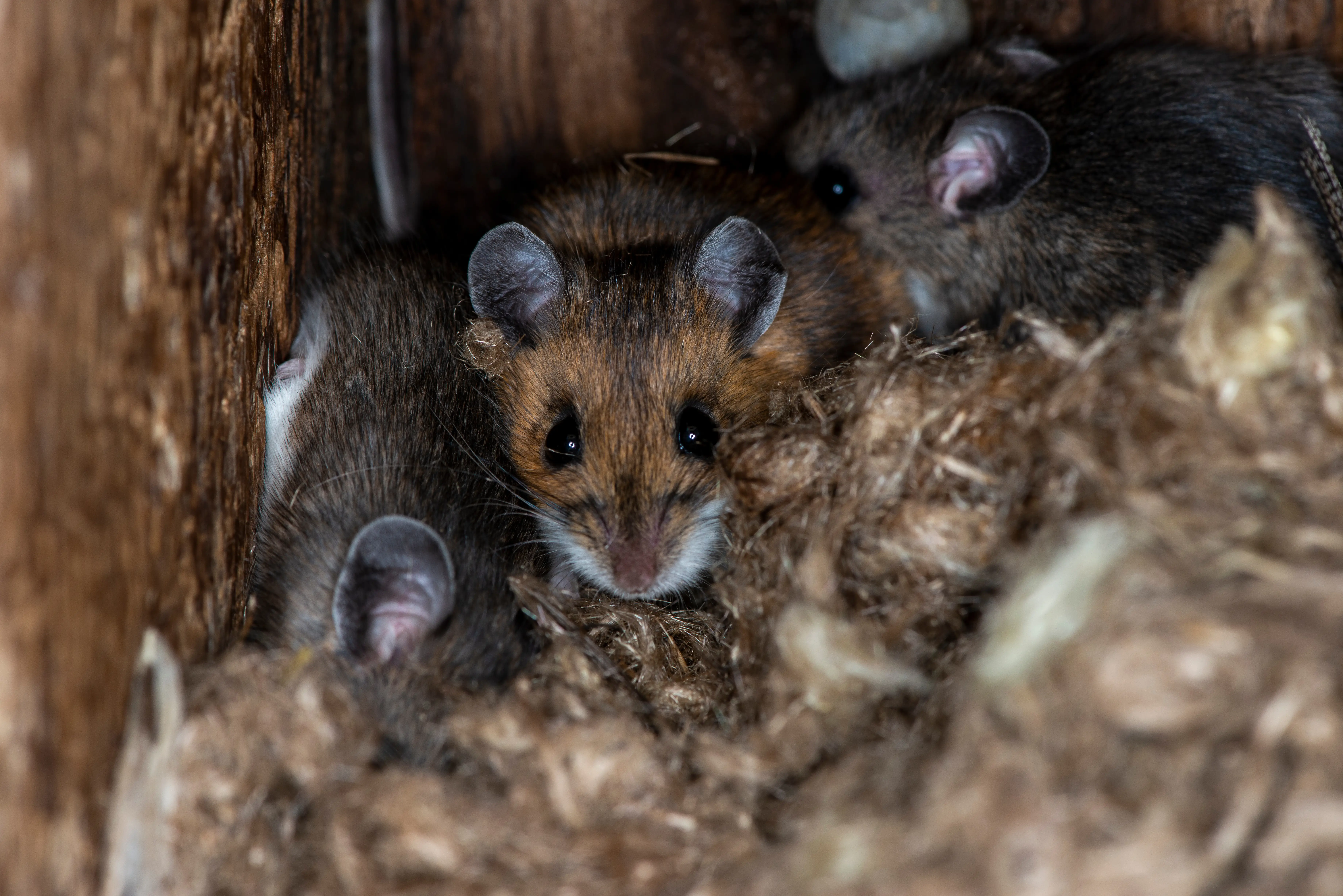 Common Types of Mice in North America