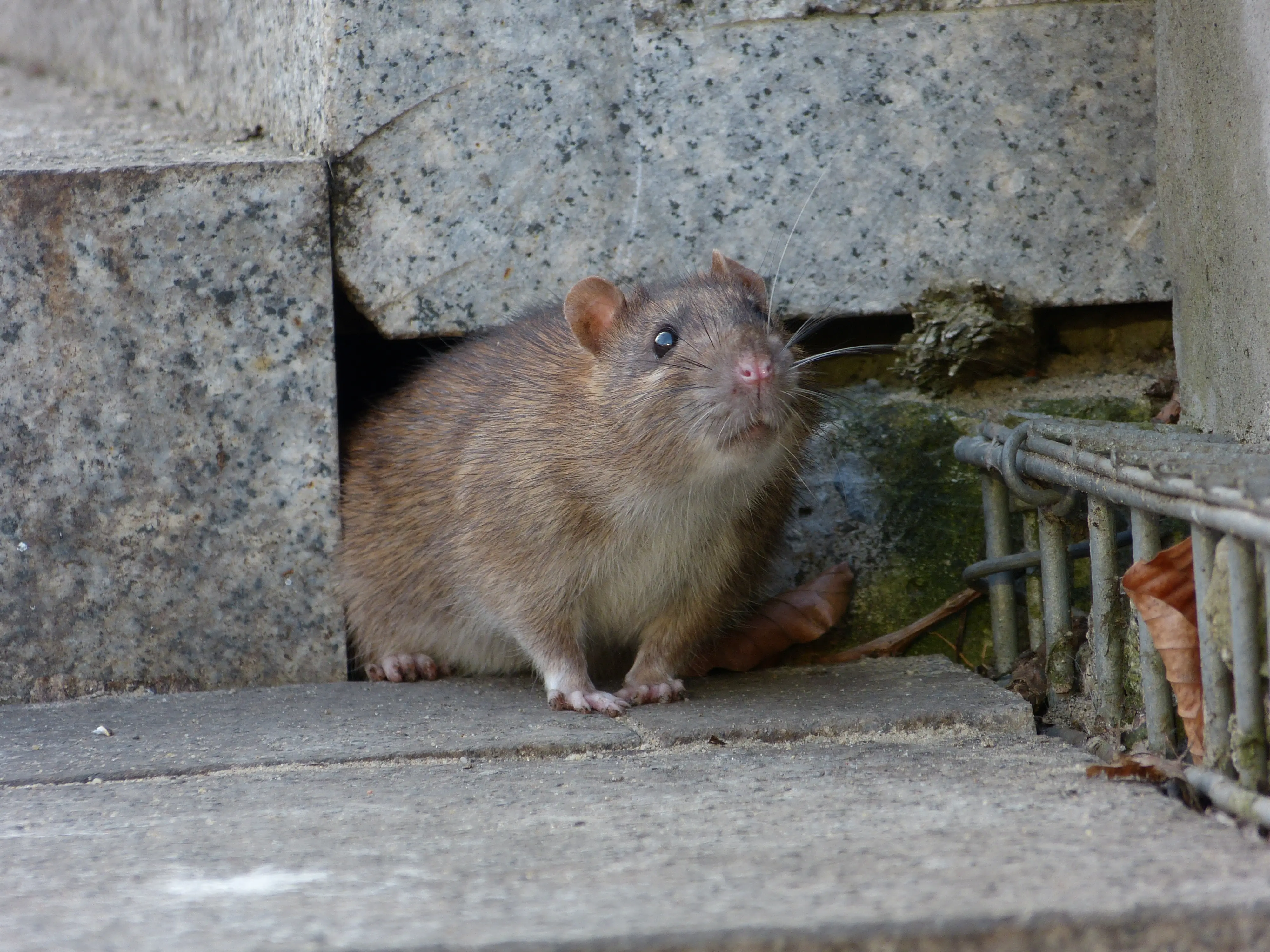 Different rat species found in North America