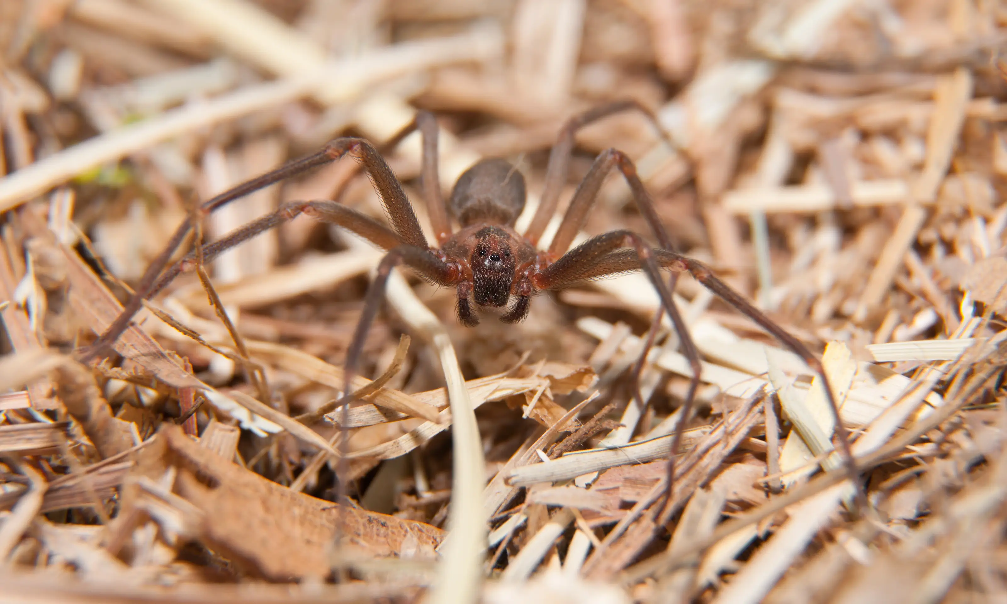 Most Venomous Spiders in North America & the World