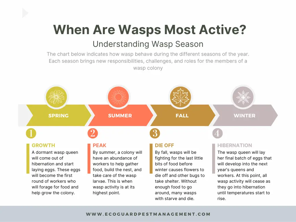 When Is Wasp Season? Seasonal Activity & Peak Months