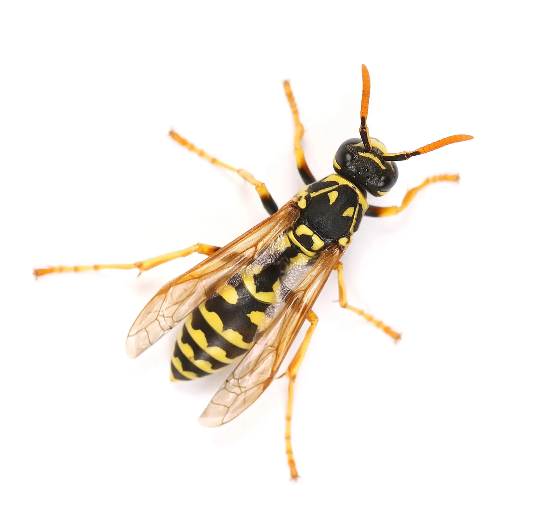 Wasp pollinating a flower