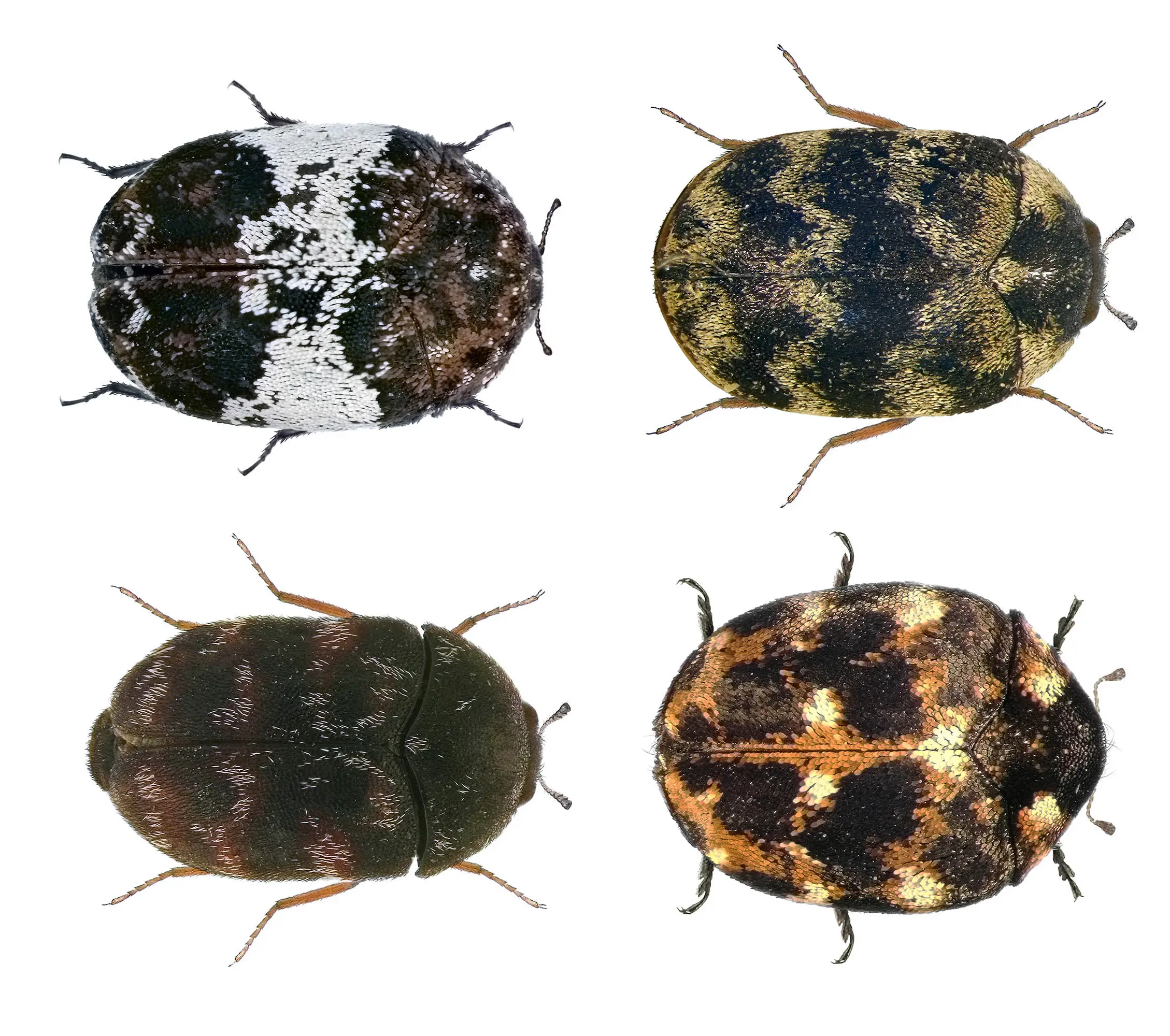 Close-up of varied carpet beetle on fabric