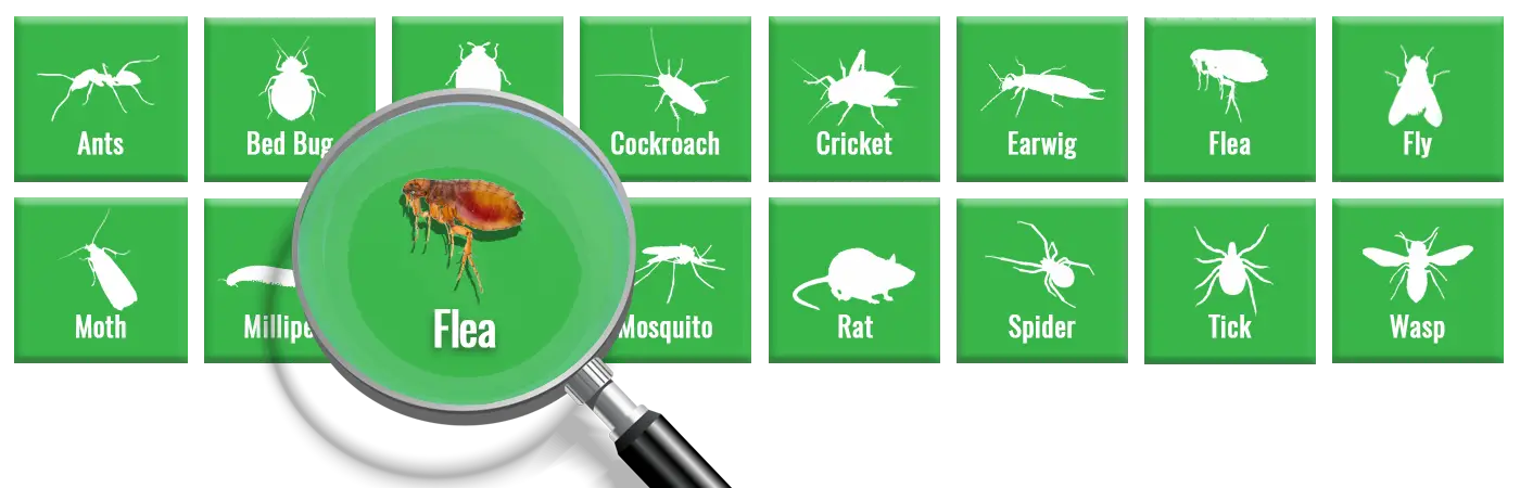 What Are Fleas? Identification, Bites & Prevention