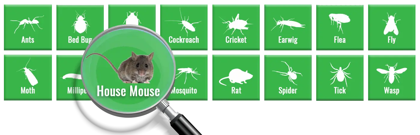 What Are Mice? Identification, Behavior & Control Guide